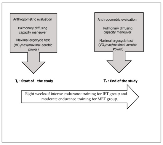 Influence of the breathing pattern on the pulmonary function of  endurance-trained athletes