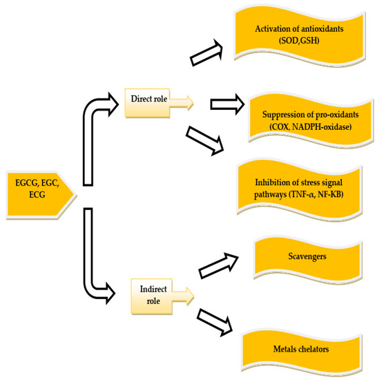 IJERPH Free Full-Text An Overview on How Exercise with Green Tea Consumption Can Prevent the Production of Reactive Oxygen Species and Improve Sports Performance