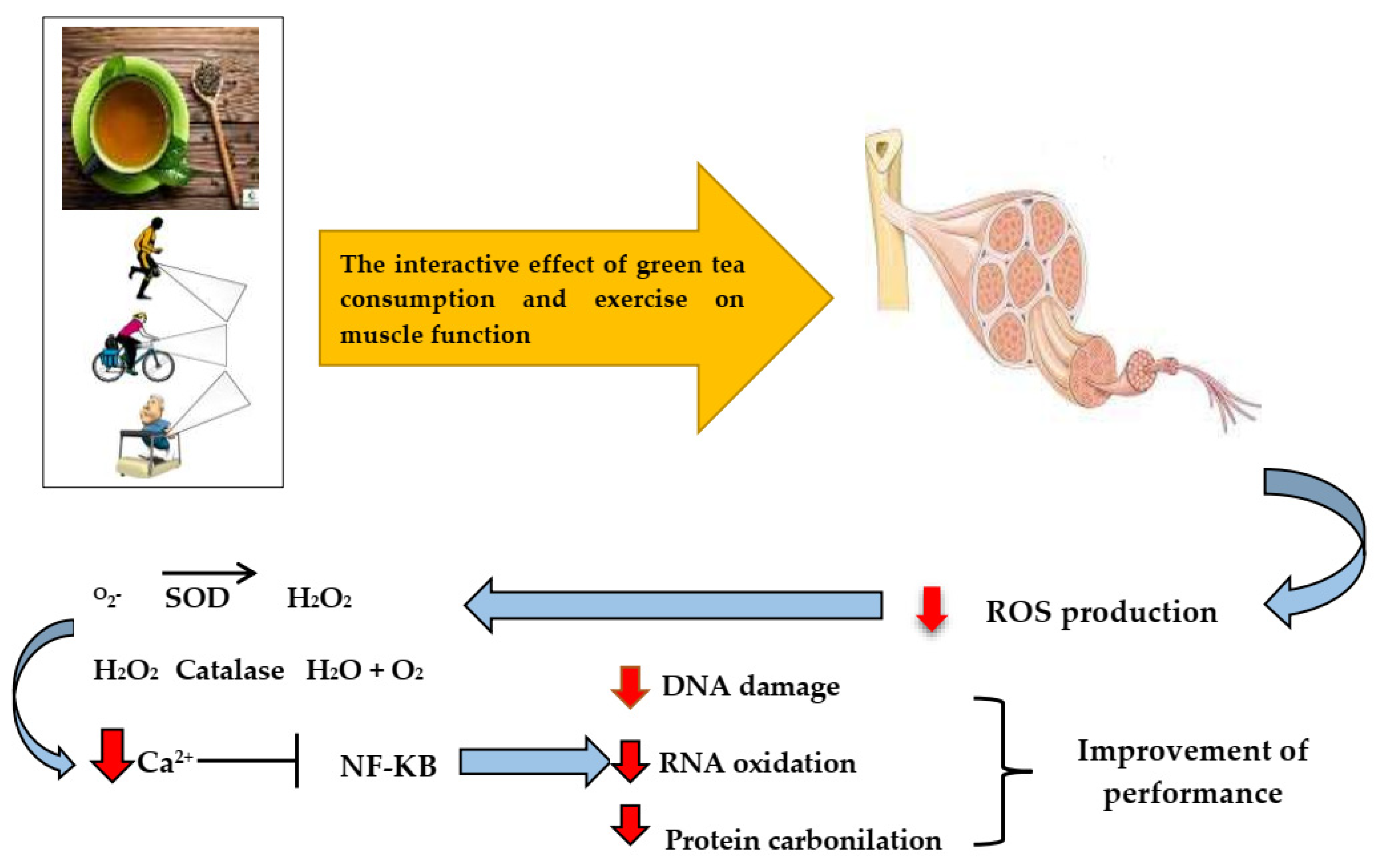 Ijerph 19 00218 g004 550