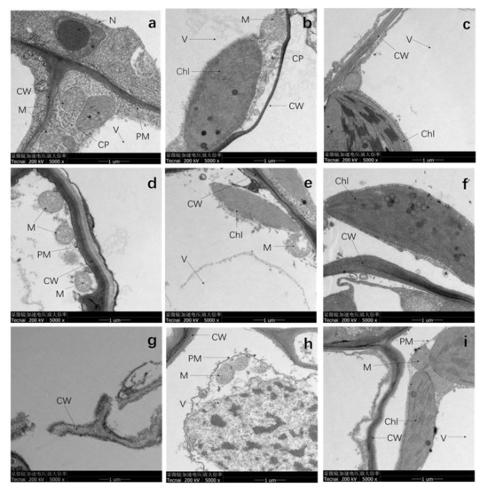 Accumulation Mechanism and Risk Assessment of Artemisia
