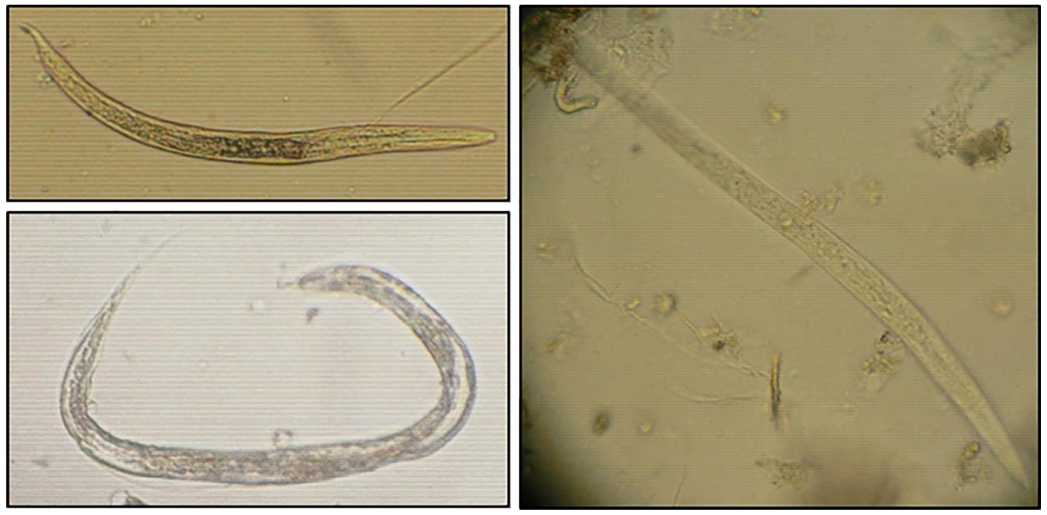 Ijerph 19 01657 g005 Ijerph 19 01657 g005