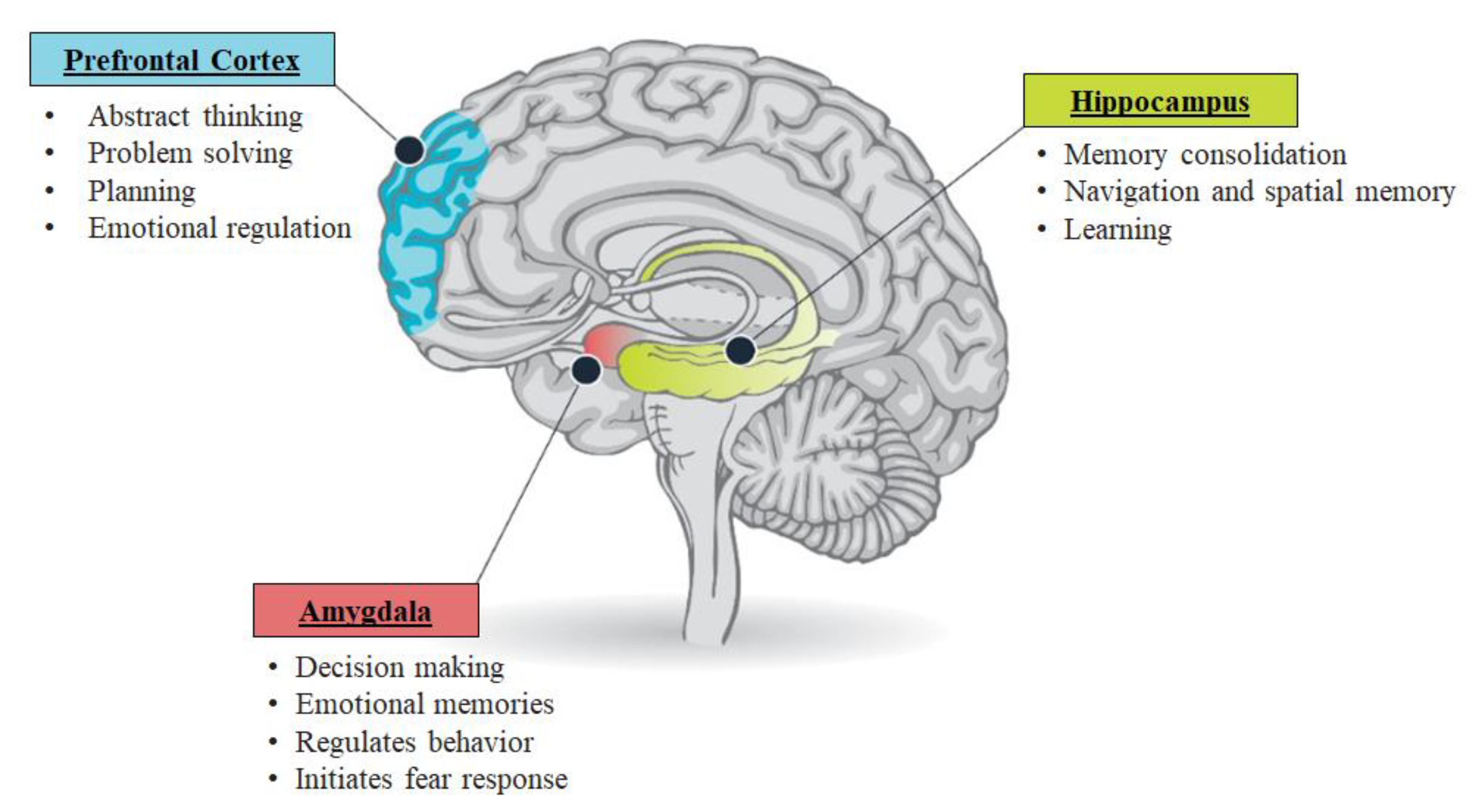 Video activation of prefrontal cortex in a consuming person during