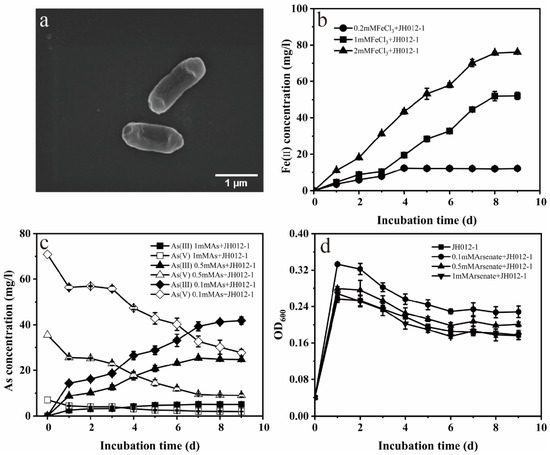 Effects of Calcium on Arsenate Adsorption and Arsenate/Iron