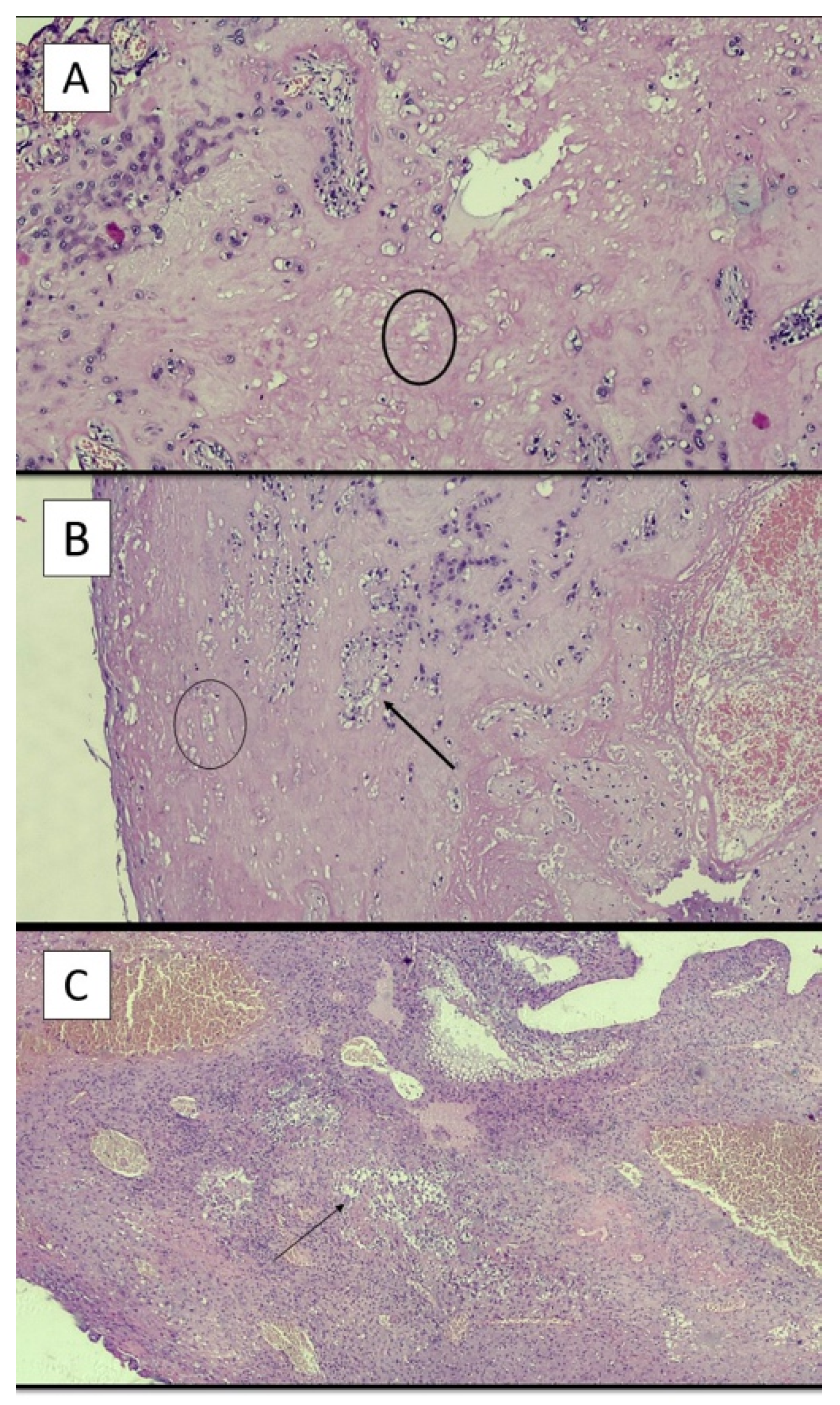 Ijerph 19 03891 g003 550