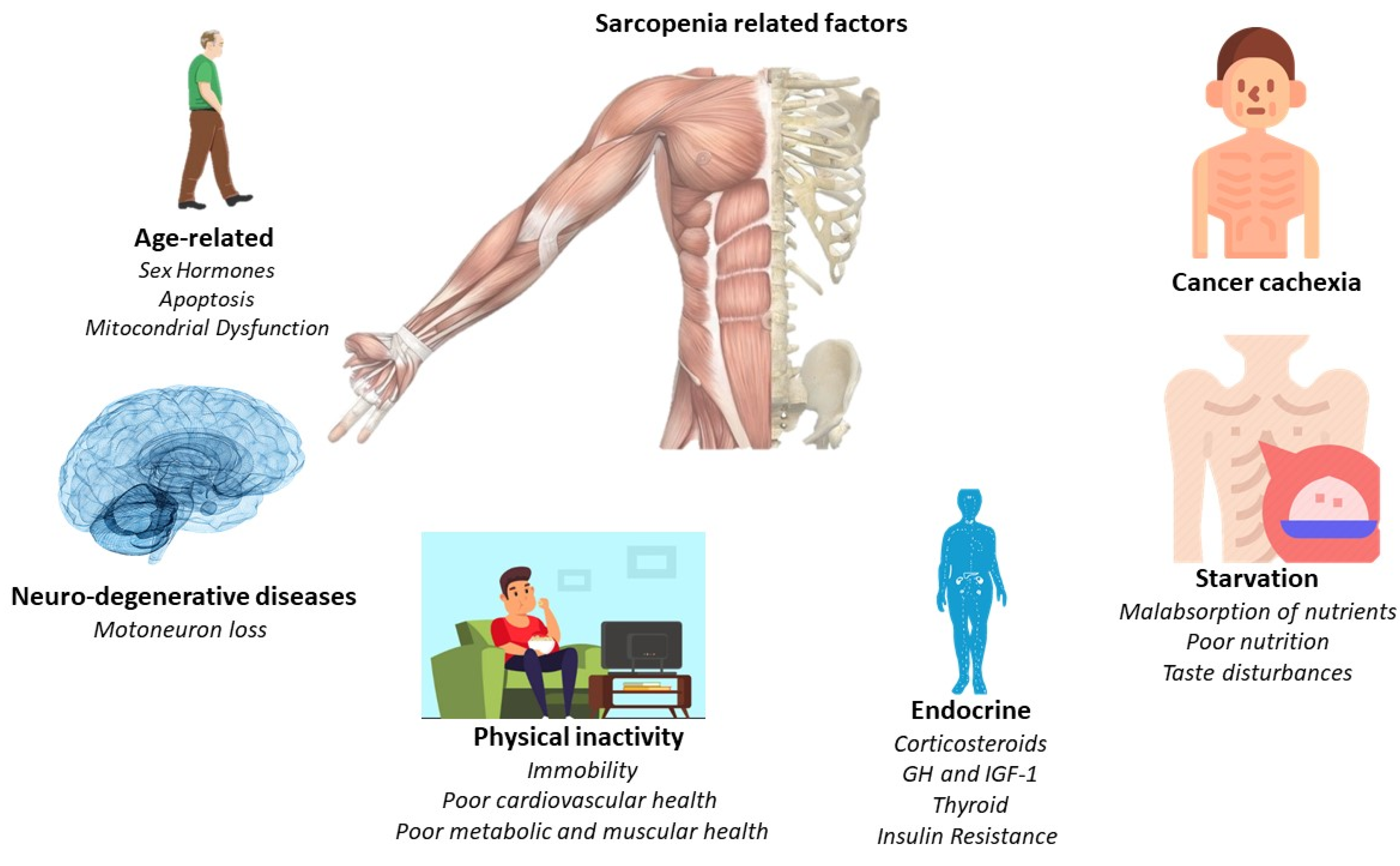 IJERPH Free Full-Text Nutritional and Exercise Interventions in Cancer-Related Cachexia An Extensive Narrative Review image