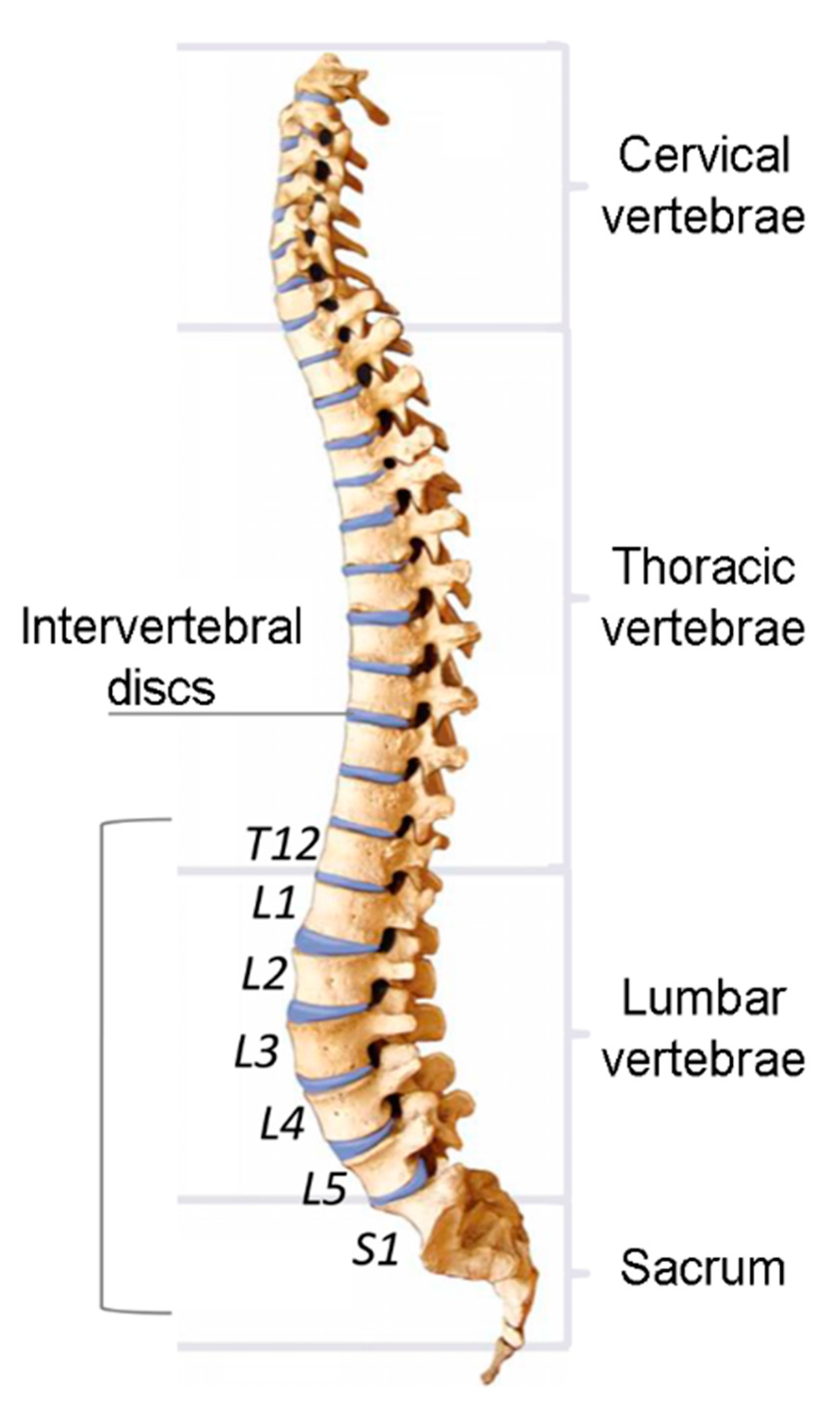 Ijerph 19 05206 g003 550