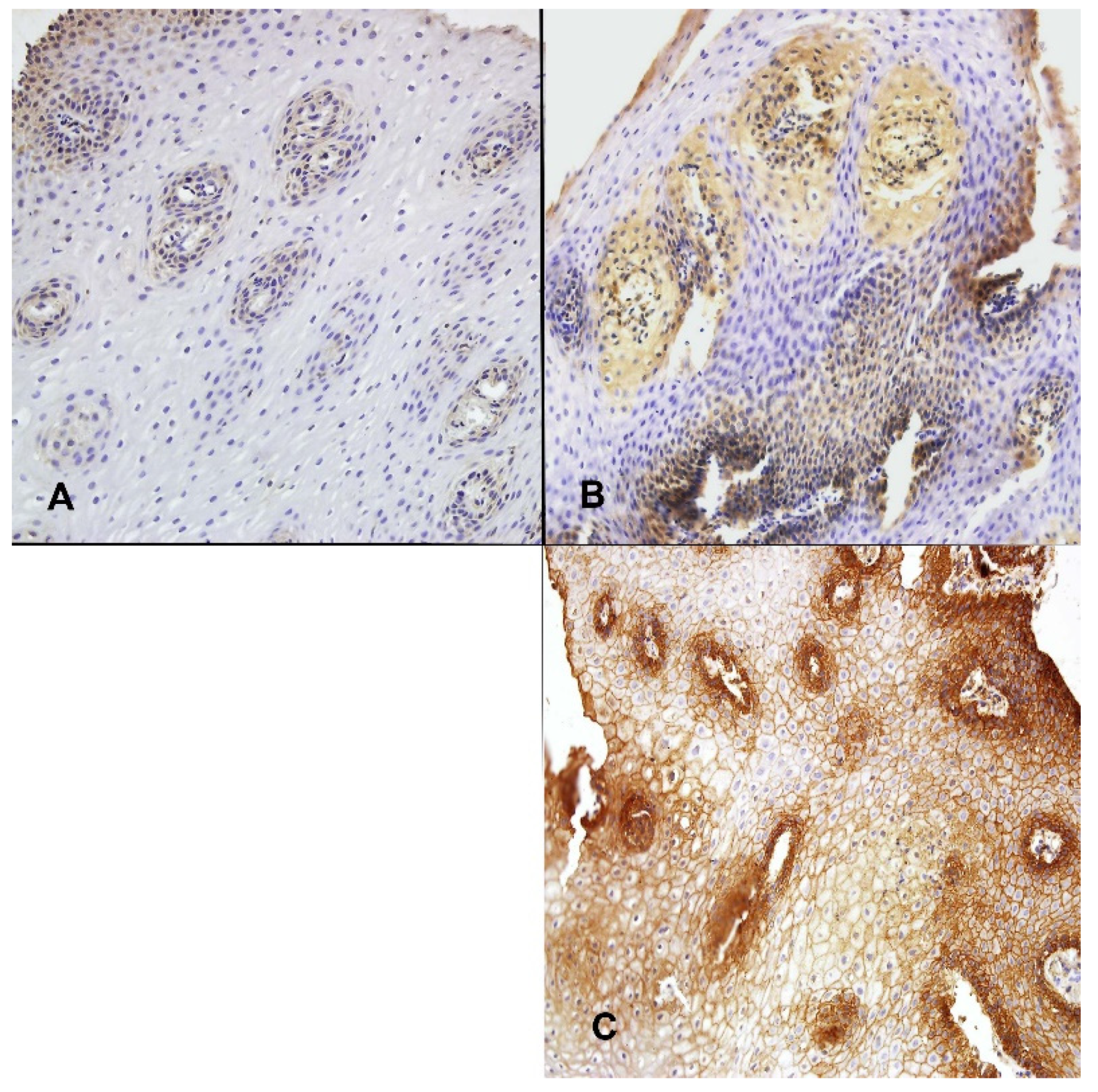 Ijerph 19 05298 g004 550