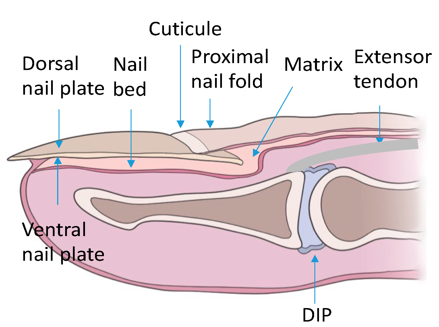 Nail Removal and Nail Bed Laceration Repair | SpringerLink