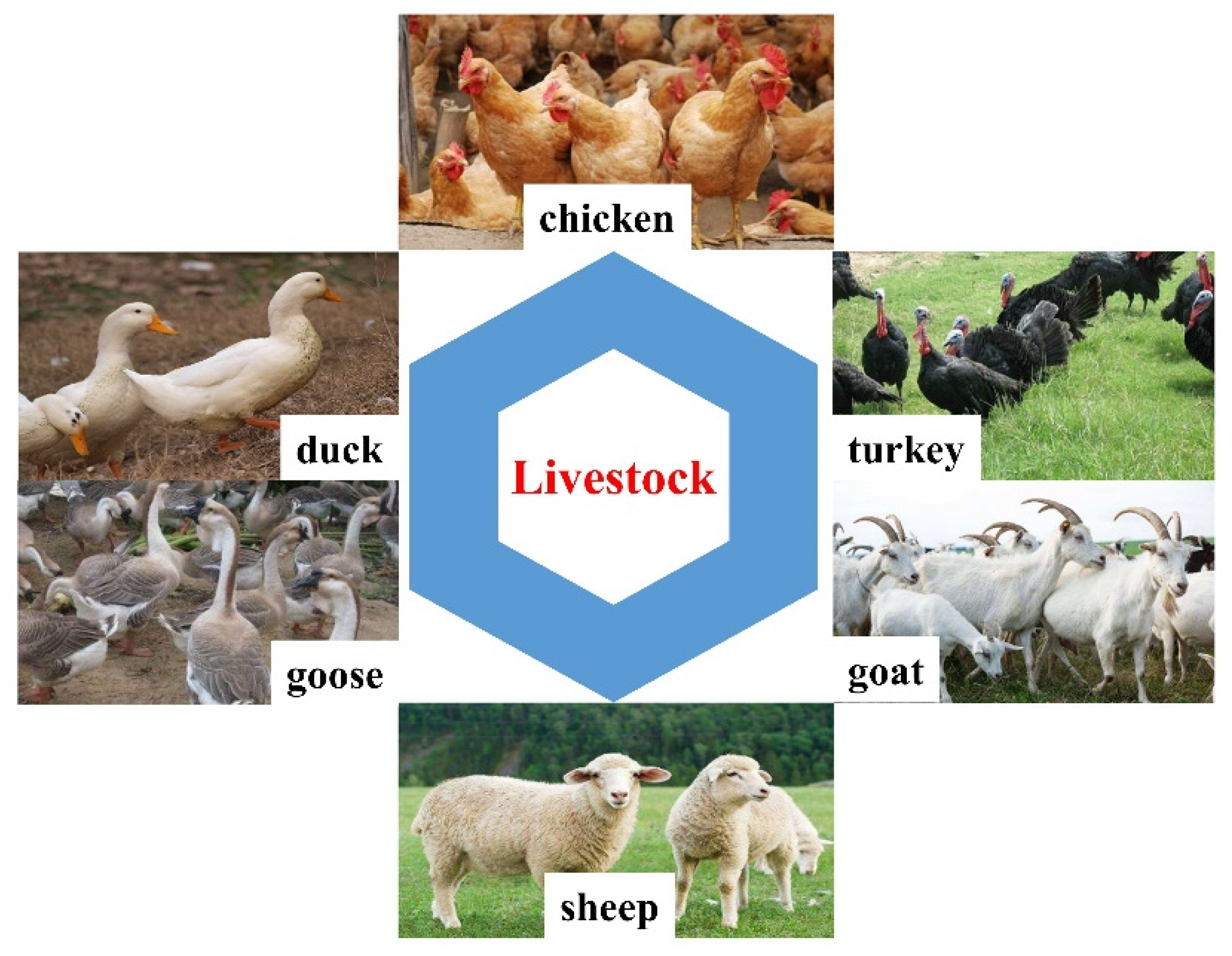 IJERPH | Free Full-Text | Valorization of Livestock Keratin Waste: Application in Agricultural Fields IJERPH | Free Full-Text | Valorization of Livestock Keratin Waste: Application in Agricultural Fields