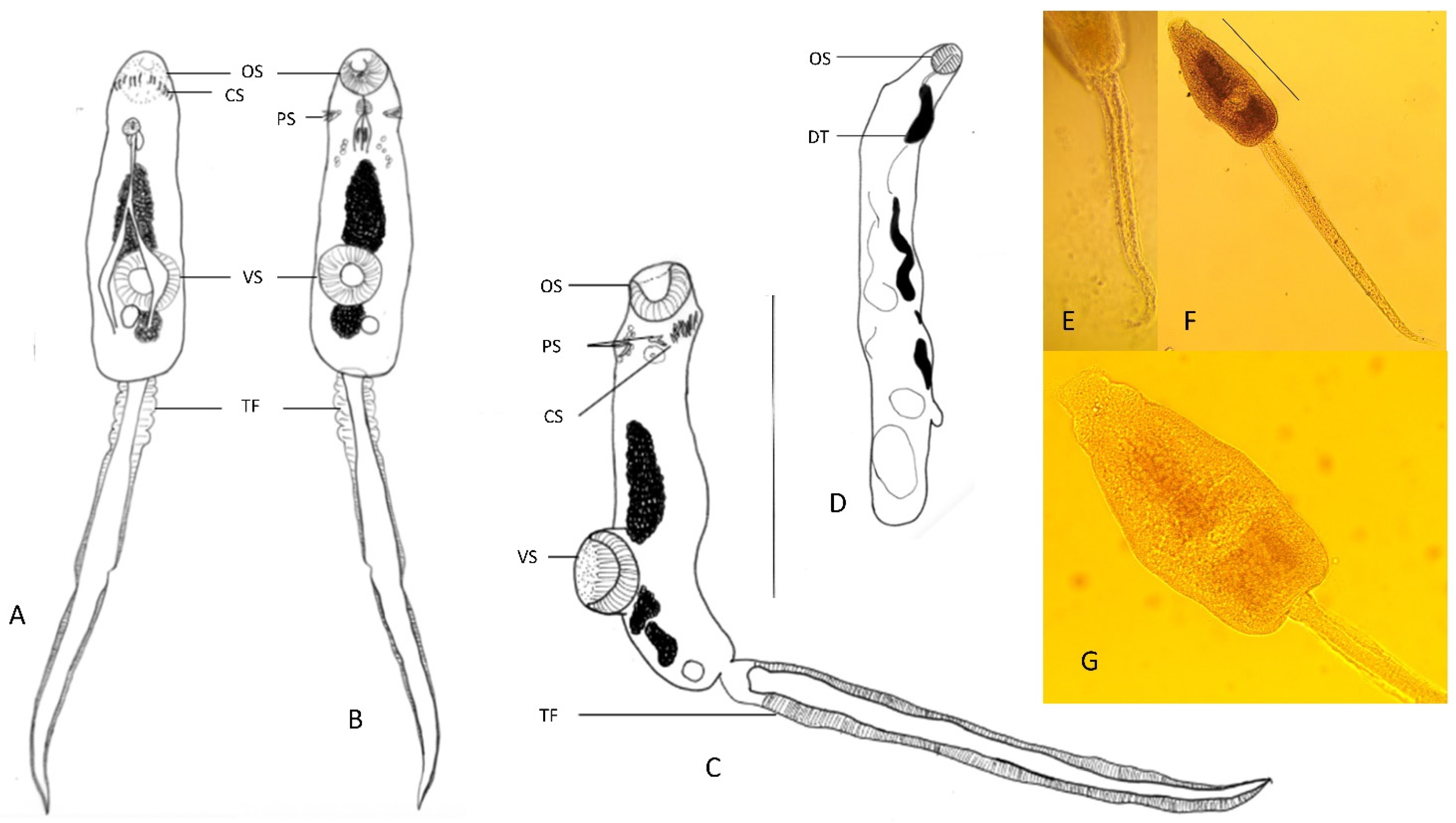 Ijerph 19 07236 g003