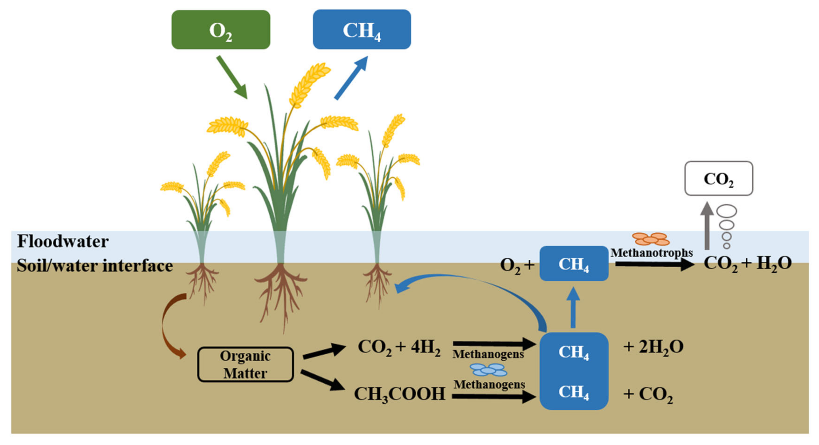 methanogens-environment