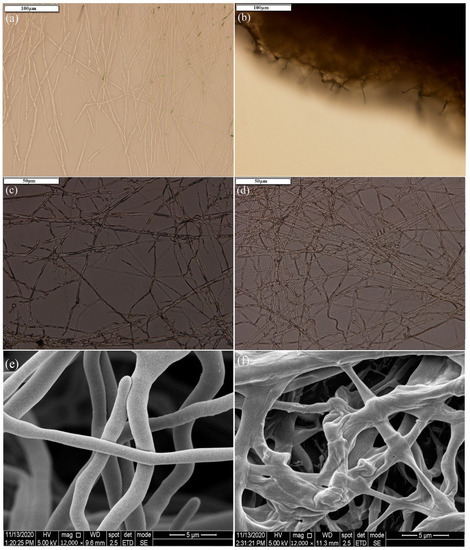 γ-Polyglutamic Acid Production, Biocontrol, and Stress γ-Polyglutamic Acid Production, Biocontrol, and Stress