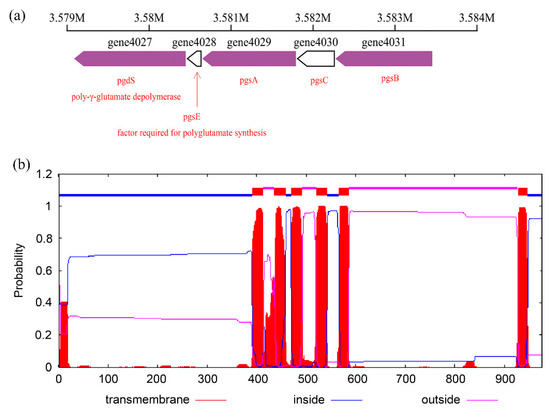 γ-Polyglutamic Acid Production, Biocontrol, and Stress γ-Polyglutamic Acid Production, Biocontrol, and Stress