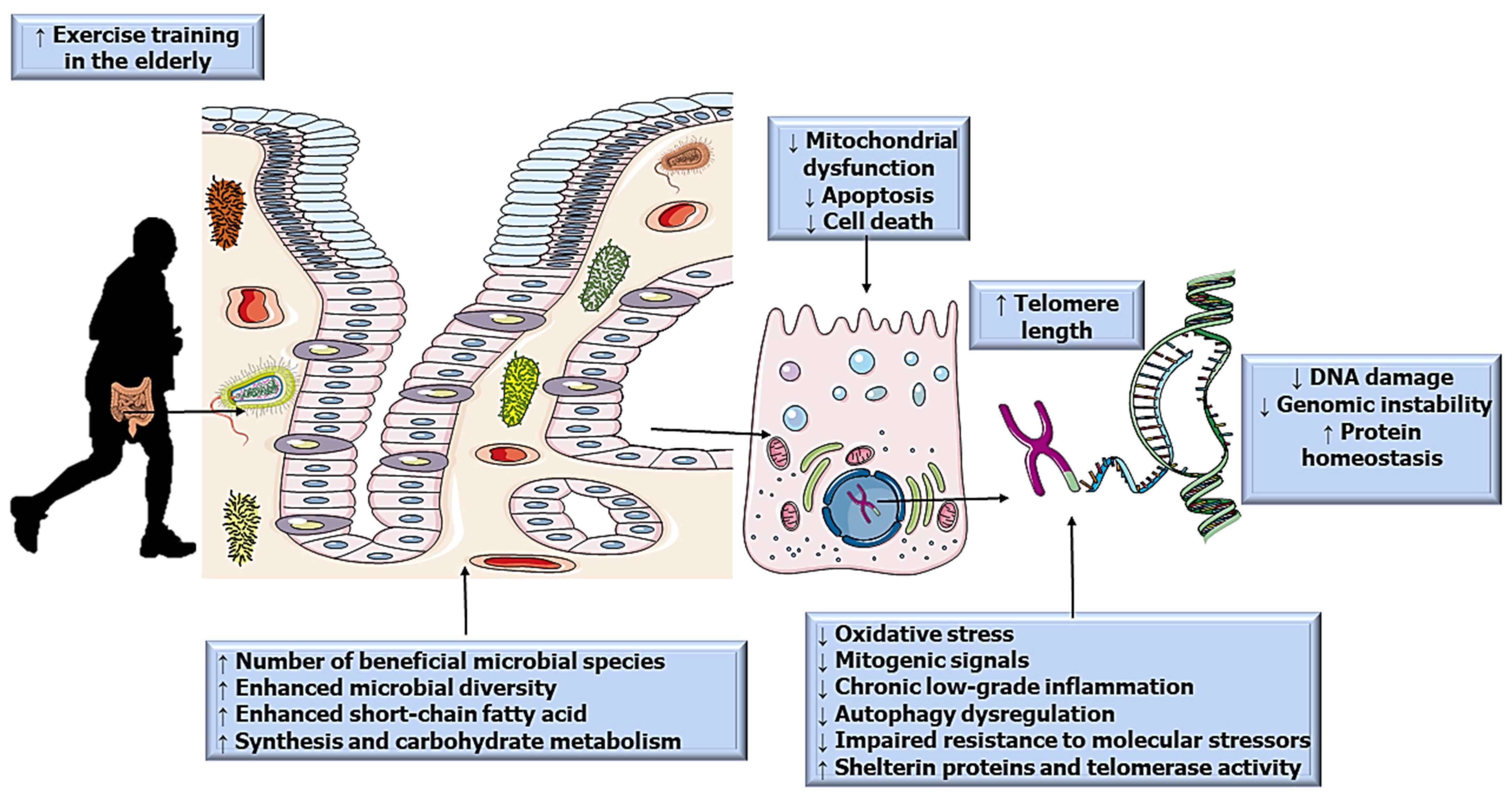 IJERPH | Free Full-Text | The Emerging Role of the Aging Process and  Exercise Training on the Crosstalk between Gut Microbiota and Telomere  Length