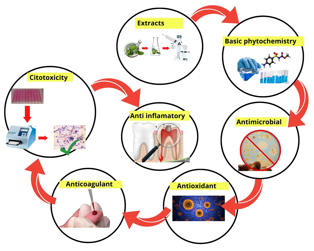 Ijerph Free Full Text Preliminary Study Of The Antimicrobial Anticoagulant Antioxidant Cytotoxic And Anti Inflammatory Activity Of Five Selected Plants With Therapeutic Application In Dentistry Html