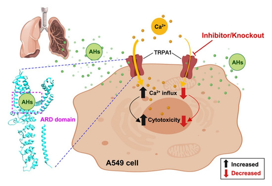 Potential Common Mechanisms of Cytotoxicity Induced by Amide