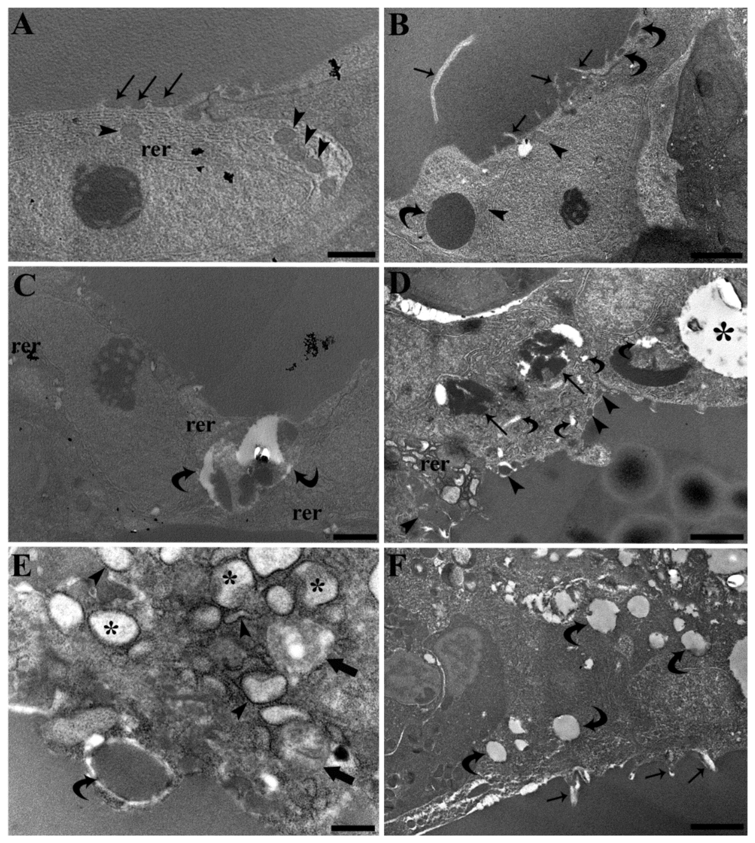 Ijerph 19 09049 g004 550