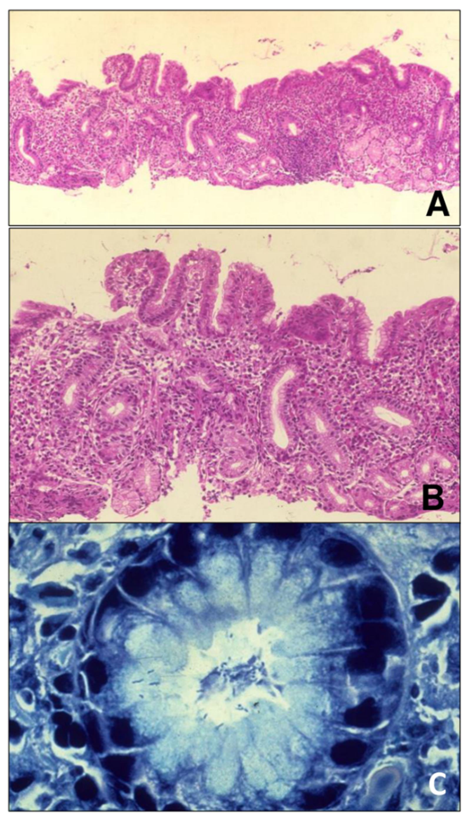 Ijerph 19 09088 g001 550