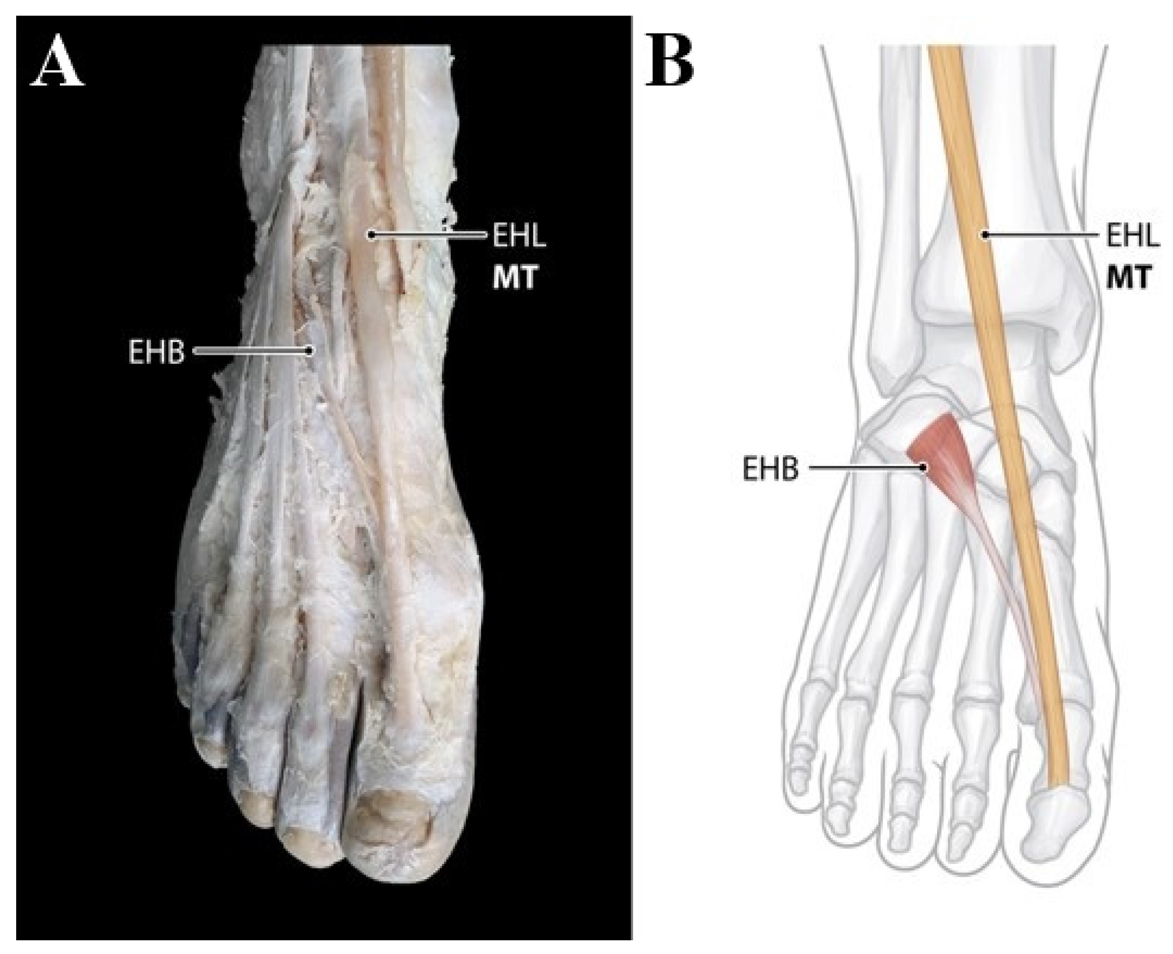 Ijerph 19 09833 g002 550