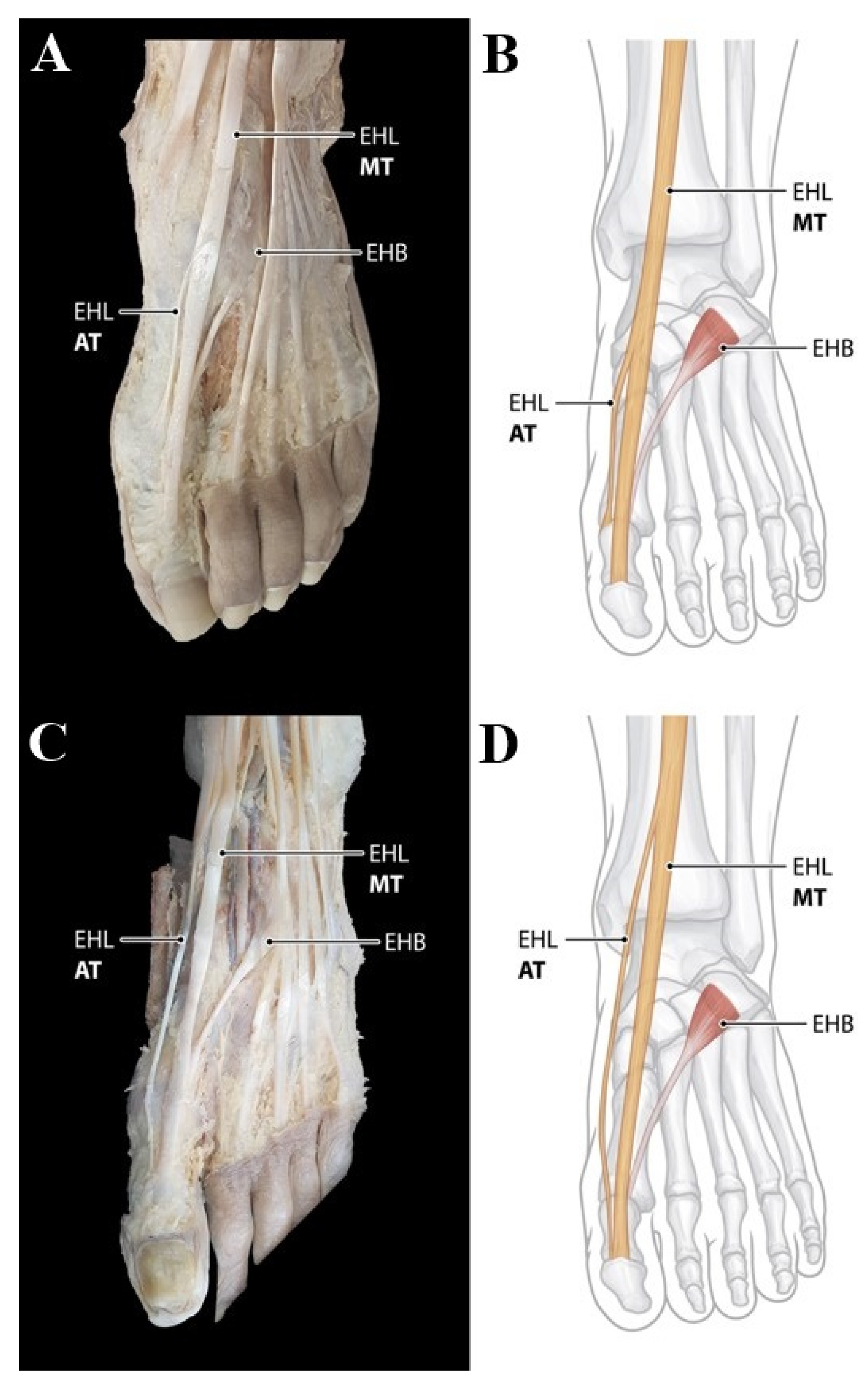 Ijerph 19 09833 g003 550