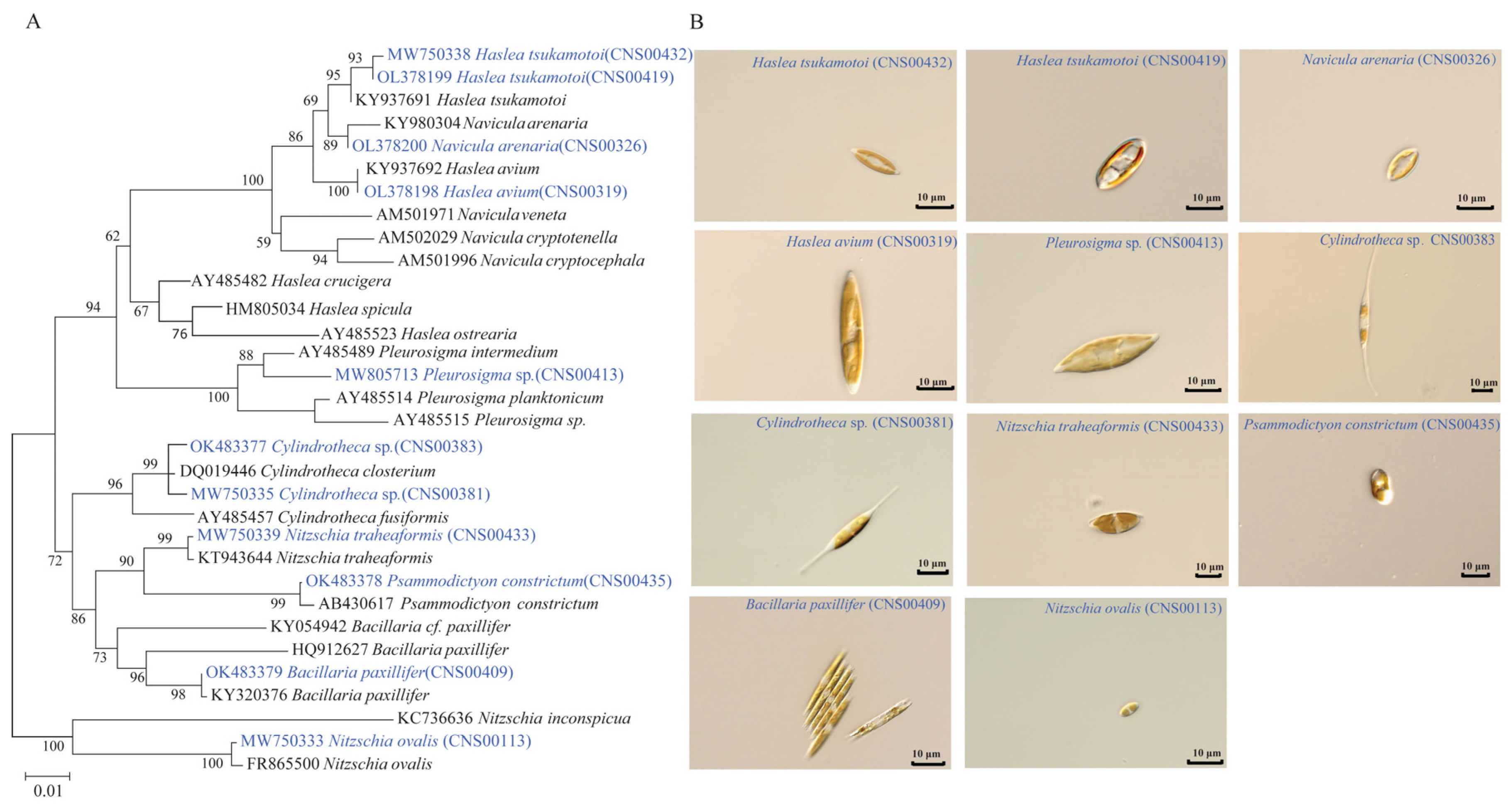 Ijerph 19 10024 g002 550