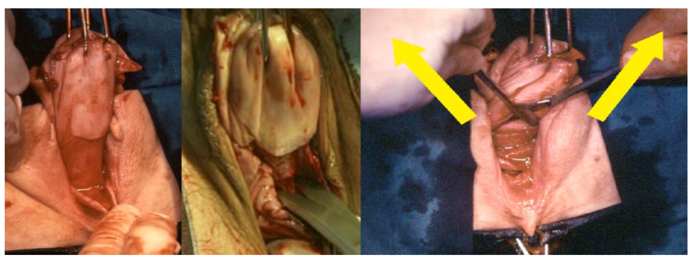 Ijerph 19 11381 g003 550