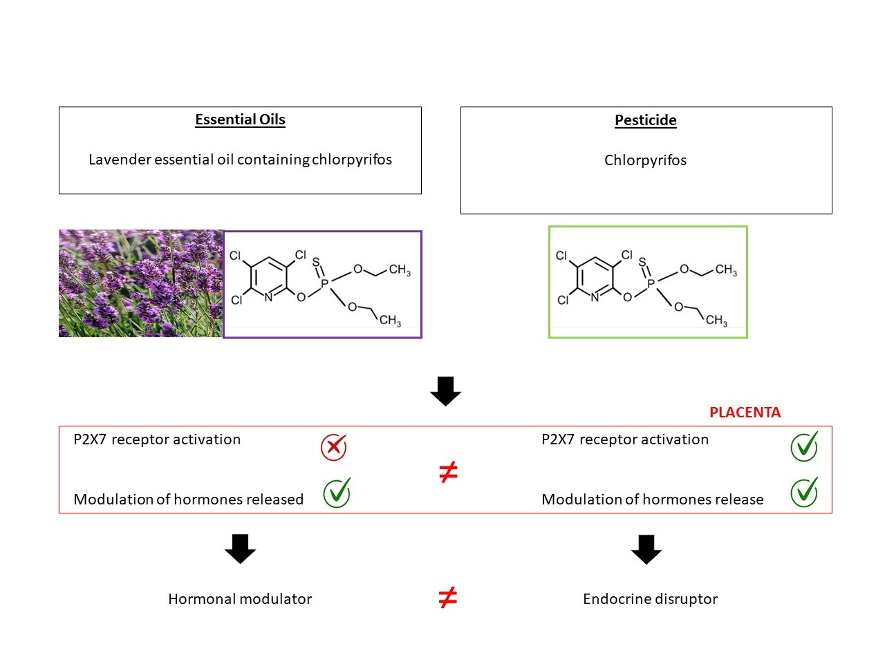 IJERPH Free FullText Cocktail Effect of Endocrine Disrupting