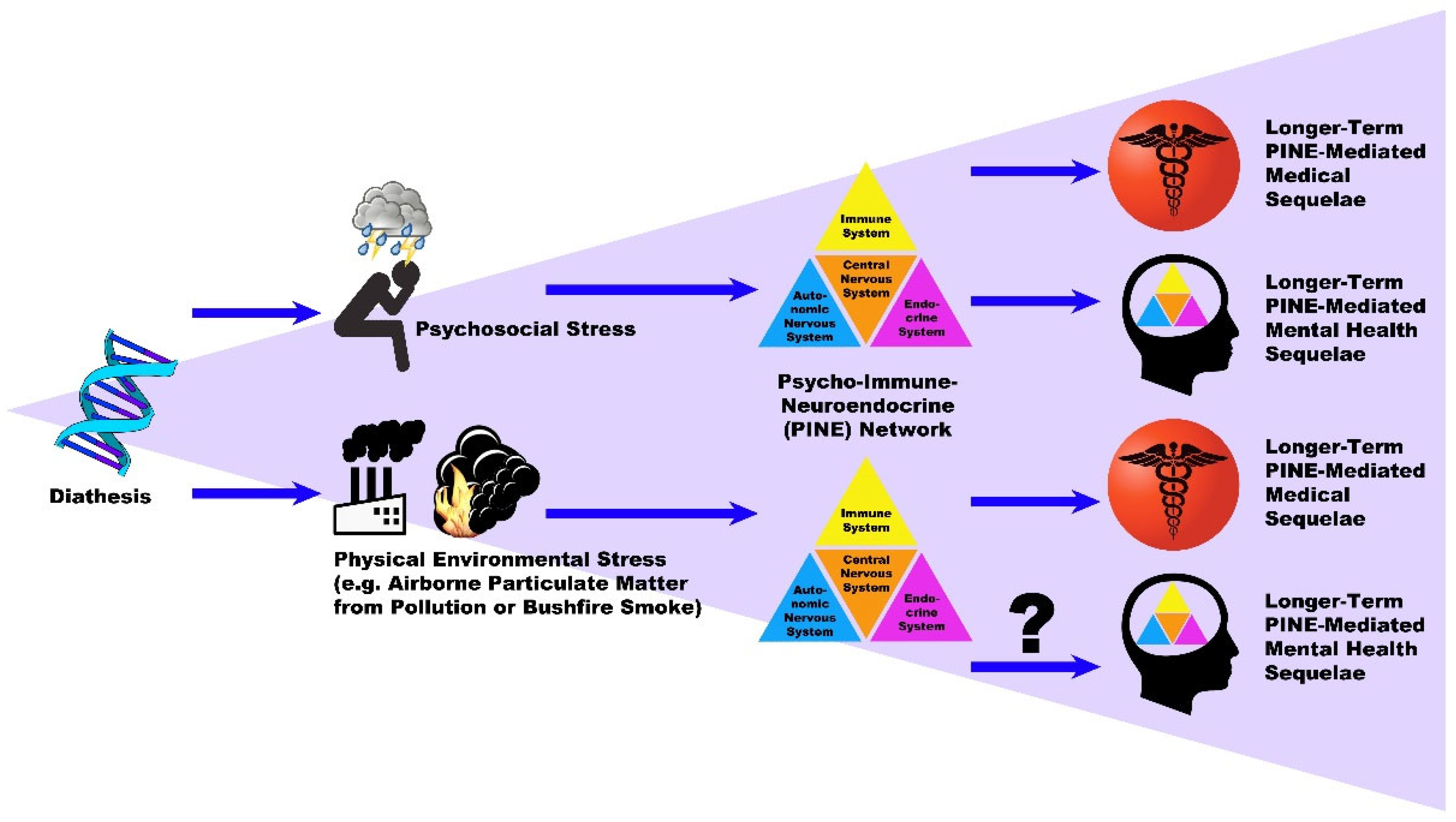 Does social support mediate the effect of multimorbidity on mental