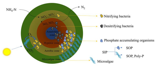 Table 2.2 from ENHANCED AEROBIC SLUDGE GRANULATION IN CYCLIC