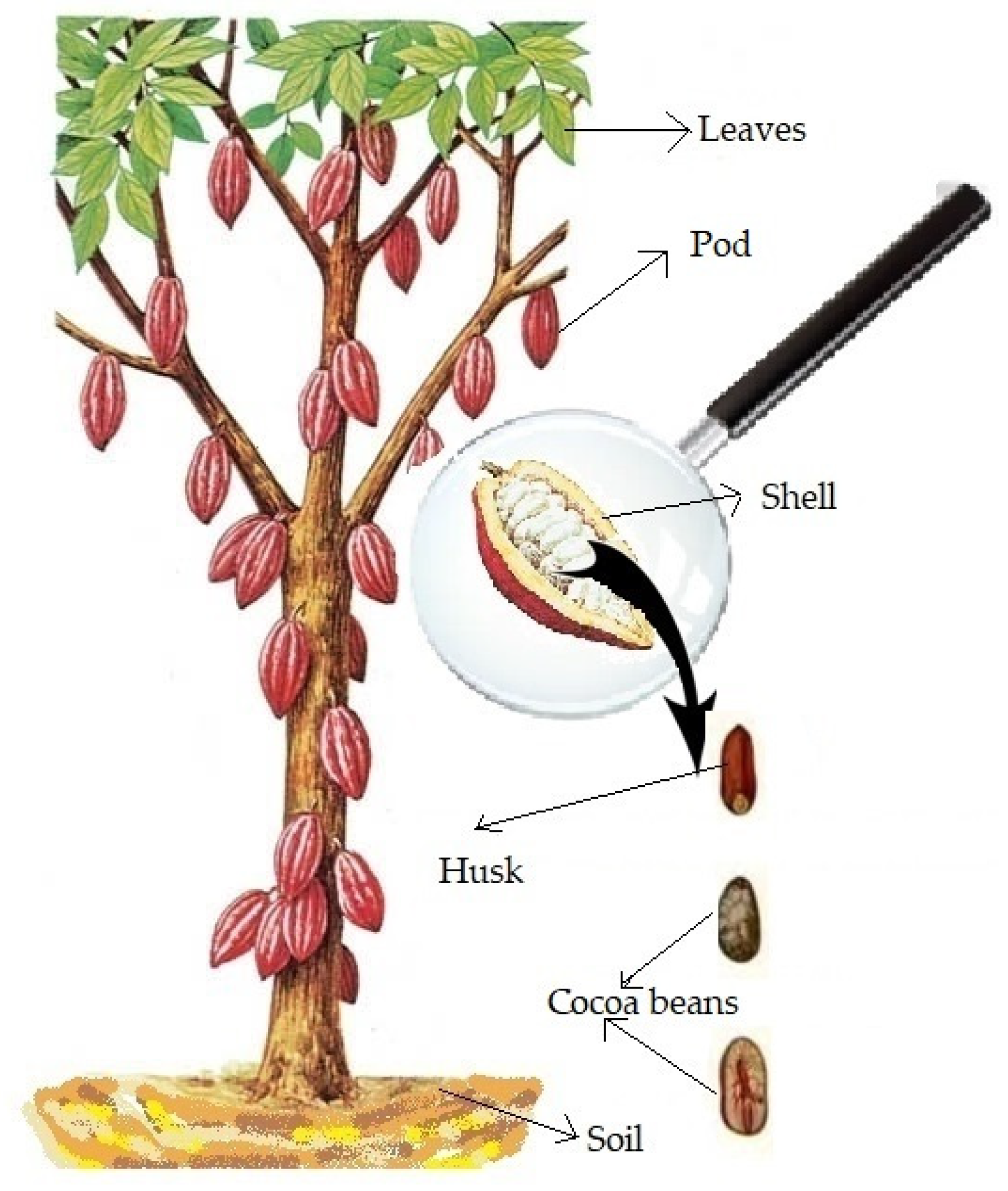 Original cocoa beans Explained 101