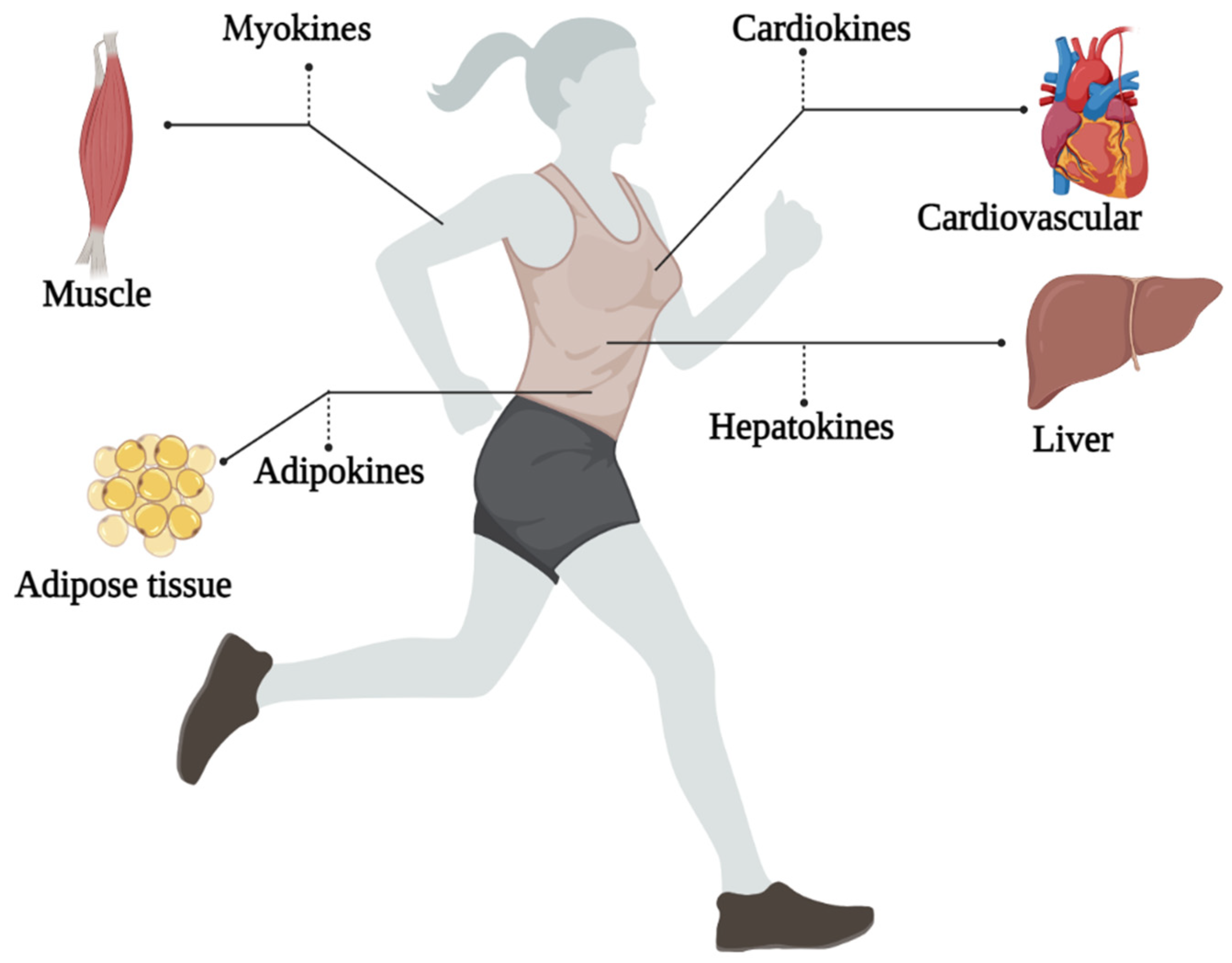 Measuring Body Composition - McIsaac Health Systems Inc.