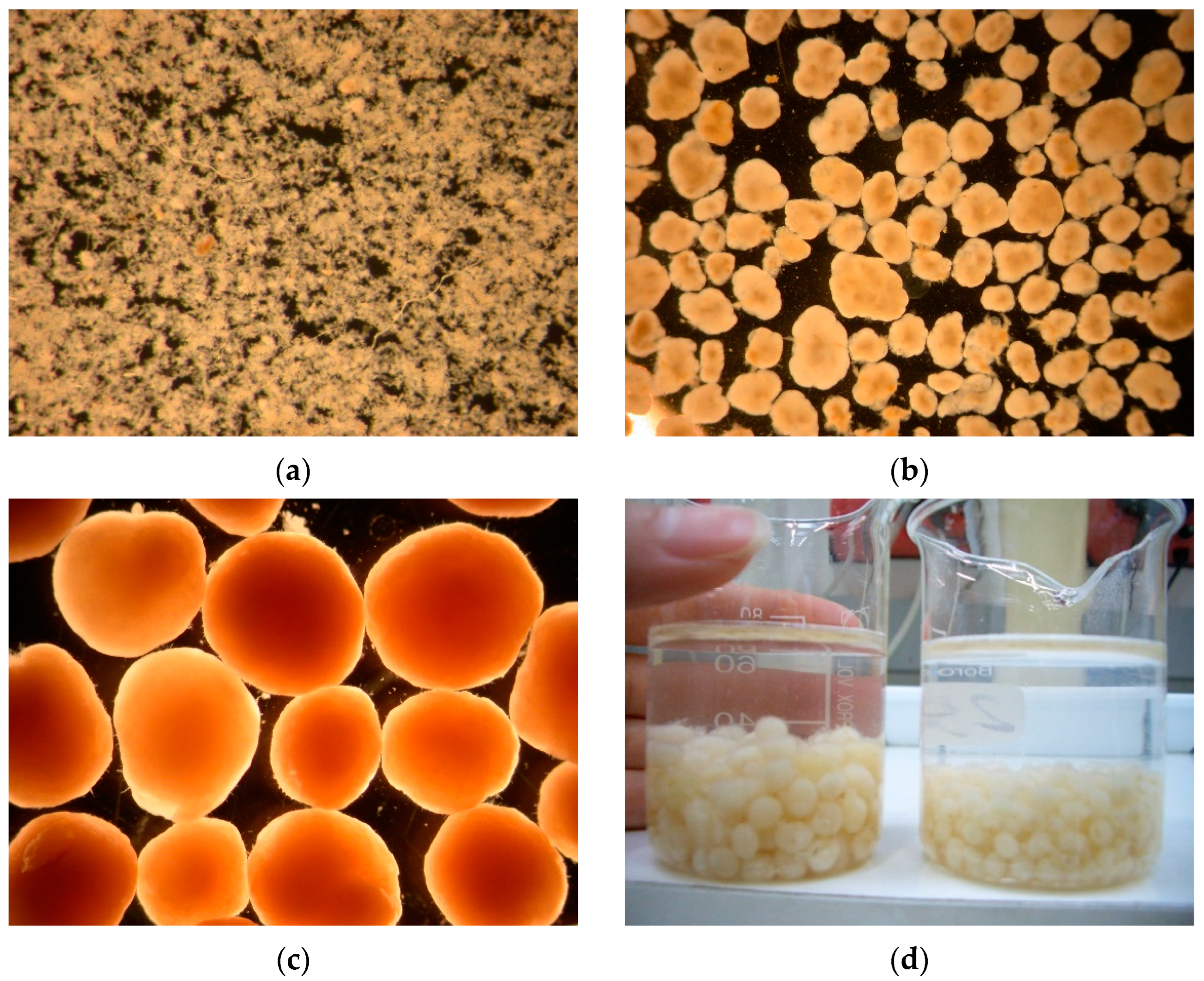 Table 2.2 from ENHANCED AEROBIC SLUDGE GRANULATION IN CYCLIC