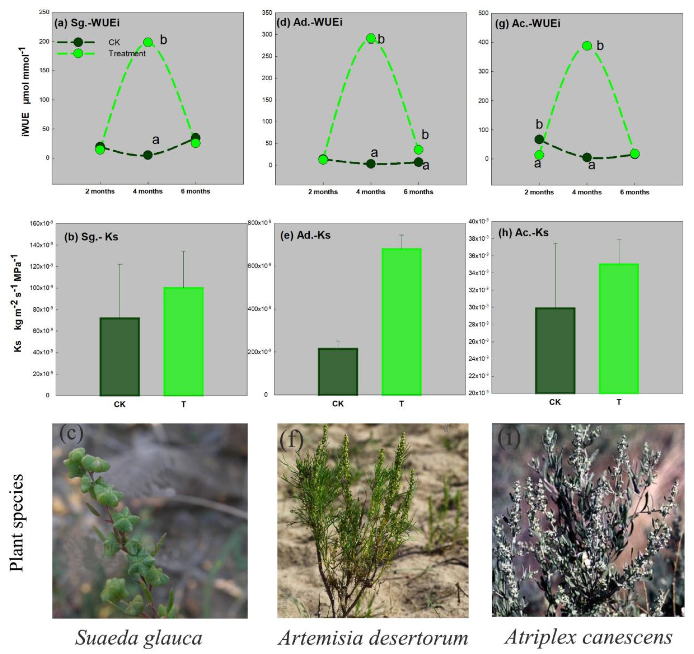 Phytoremediation Potential and Physiological Mechanisms