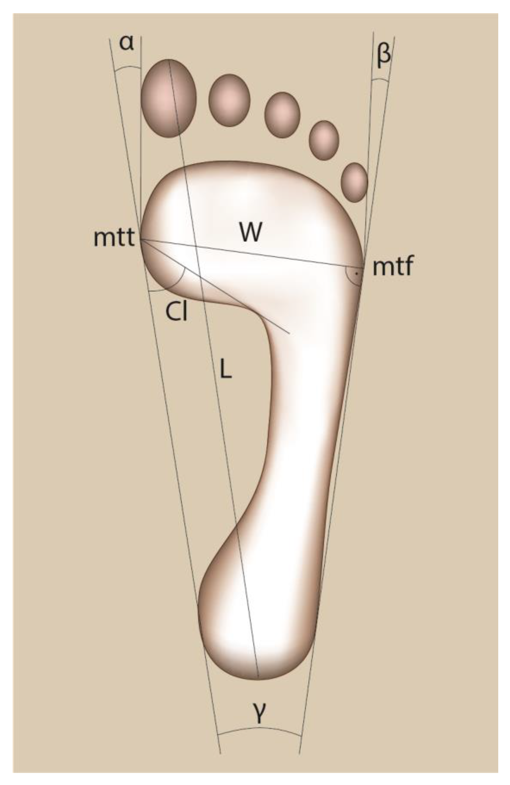 Measuring Tape: Anatomy, Marking, and Steps to Measure - The