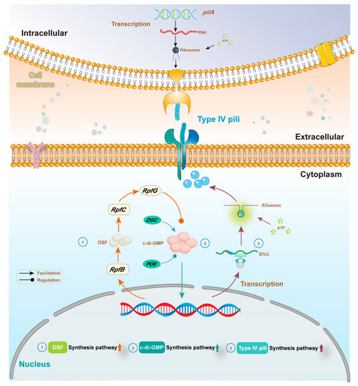 Biochar Facilitated Direct Interspecies Electron Transfer in