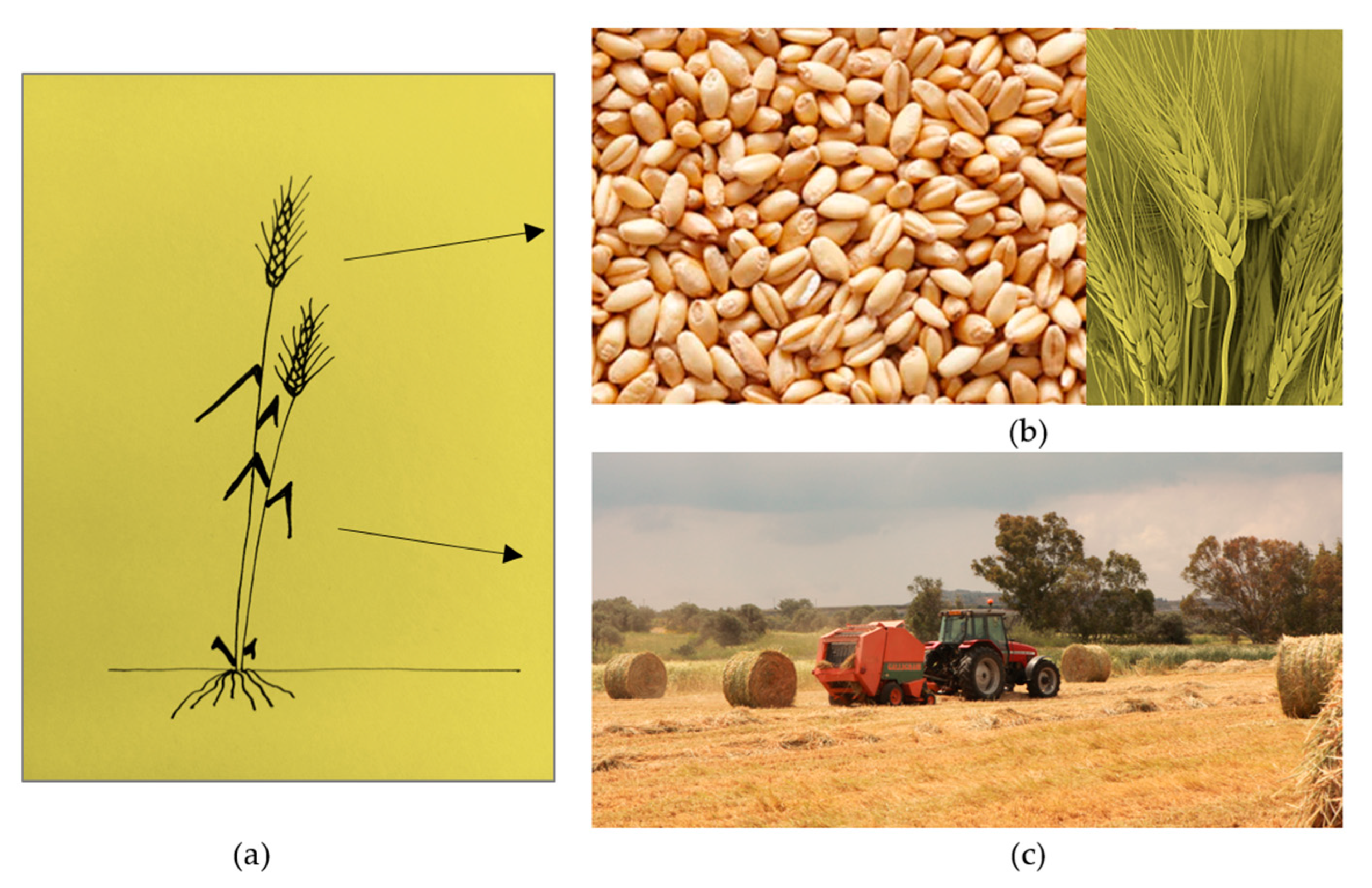 Ijerph 20 02417 g001