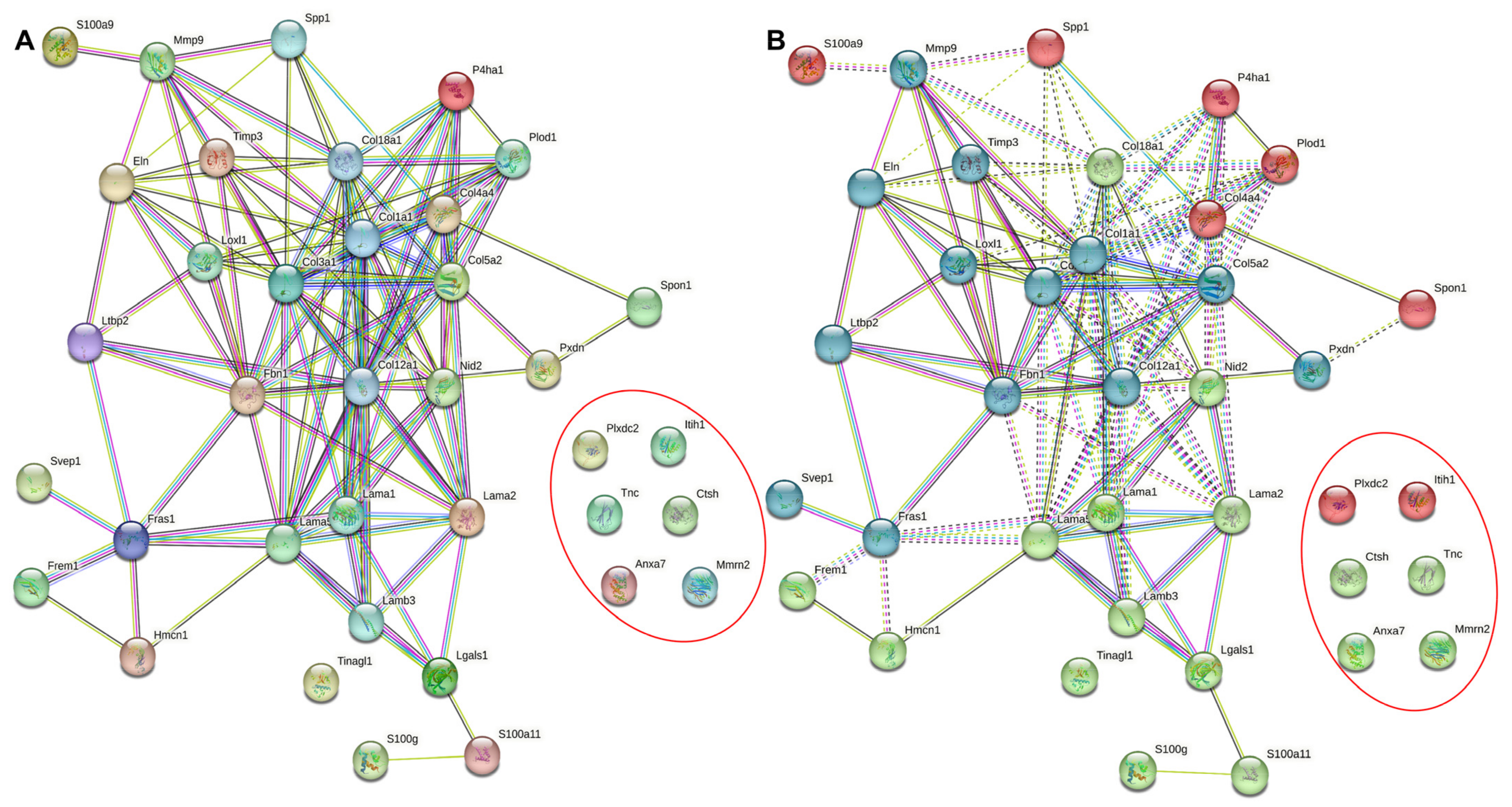 Current Perspective on the Role of the Circadian Clock and 