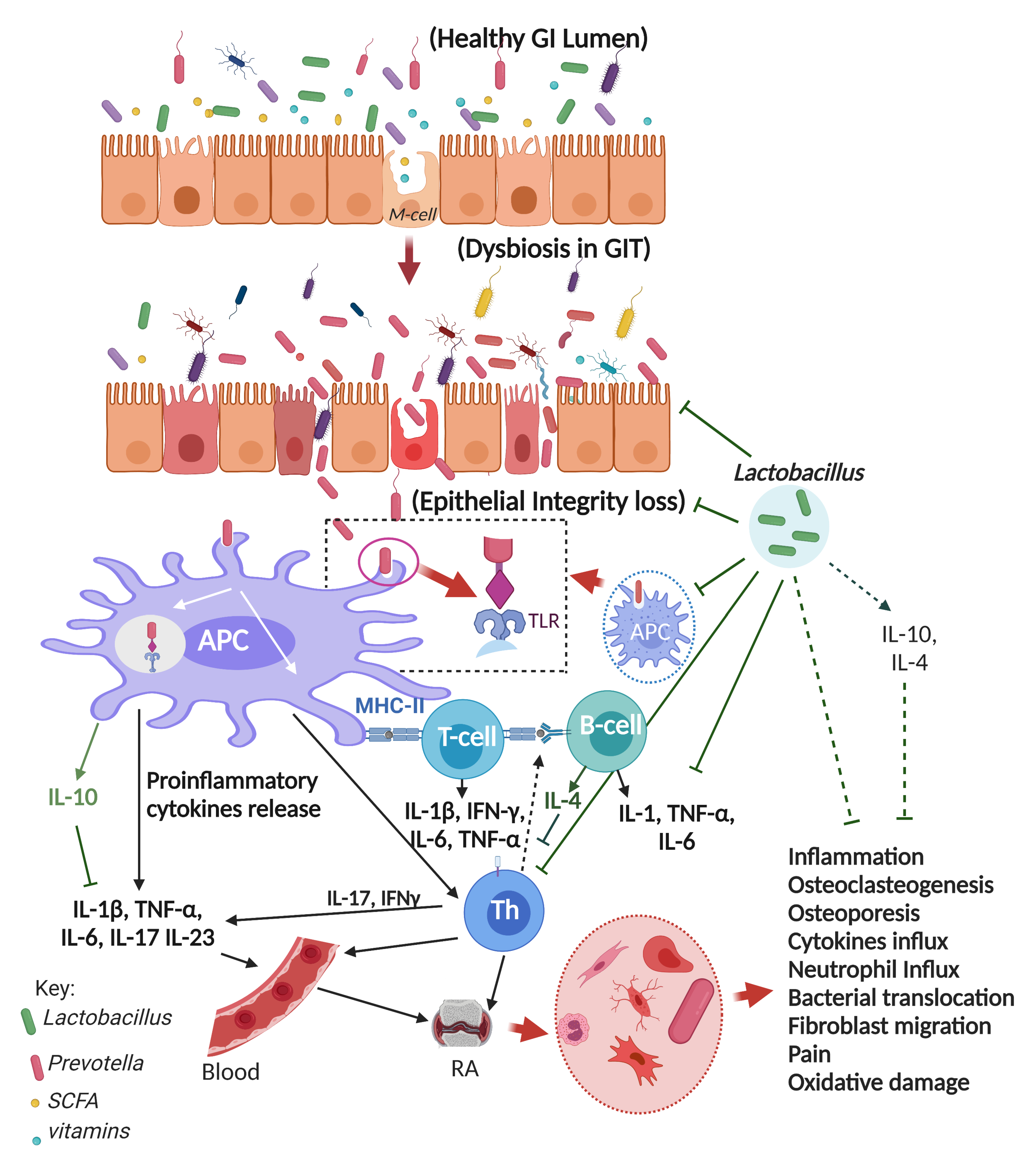 IJERPH Free Full-Text Are Fermented Foods Effective against Inflammatory Diseases? image