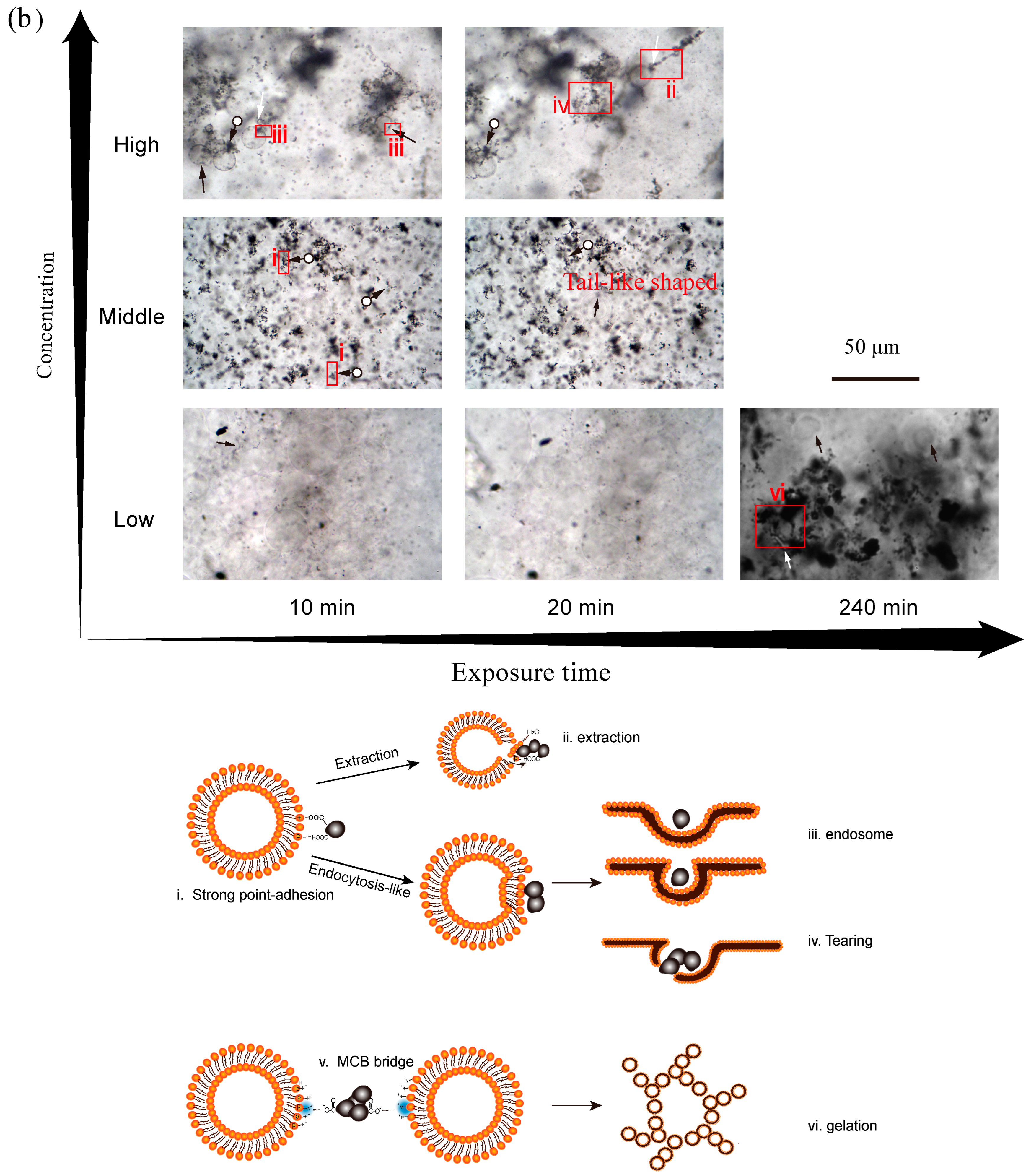 Ijerph 20 02999 g005b