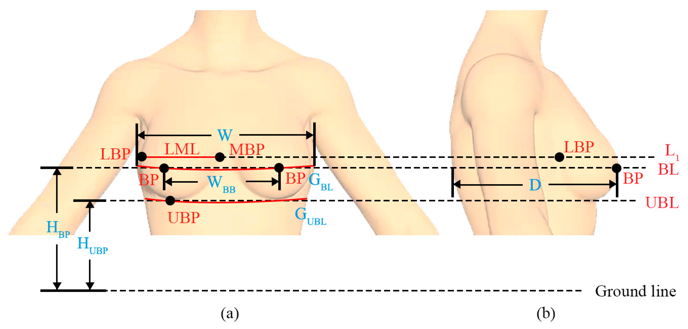 3D COMPARISON: Female Breast Sizes from AA-H Cup, How Big is A Cup