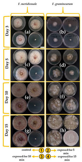 Effect of Gliding Arc Plasma Jet on the Mycobiota and Deoxynivalenol ...