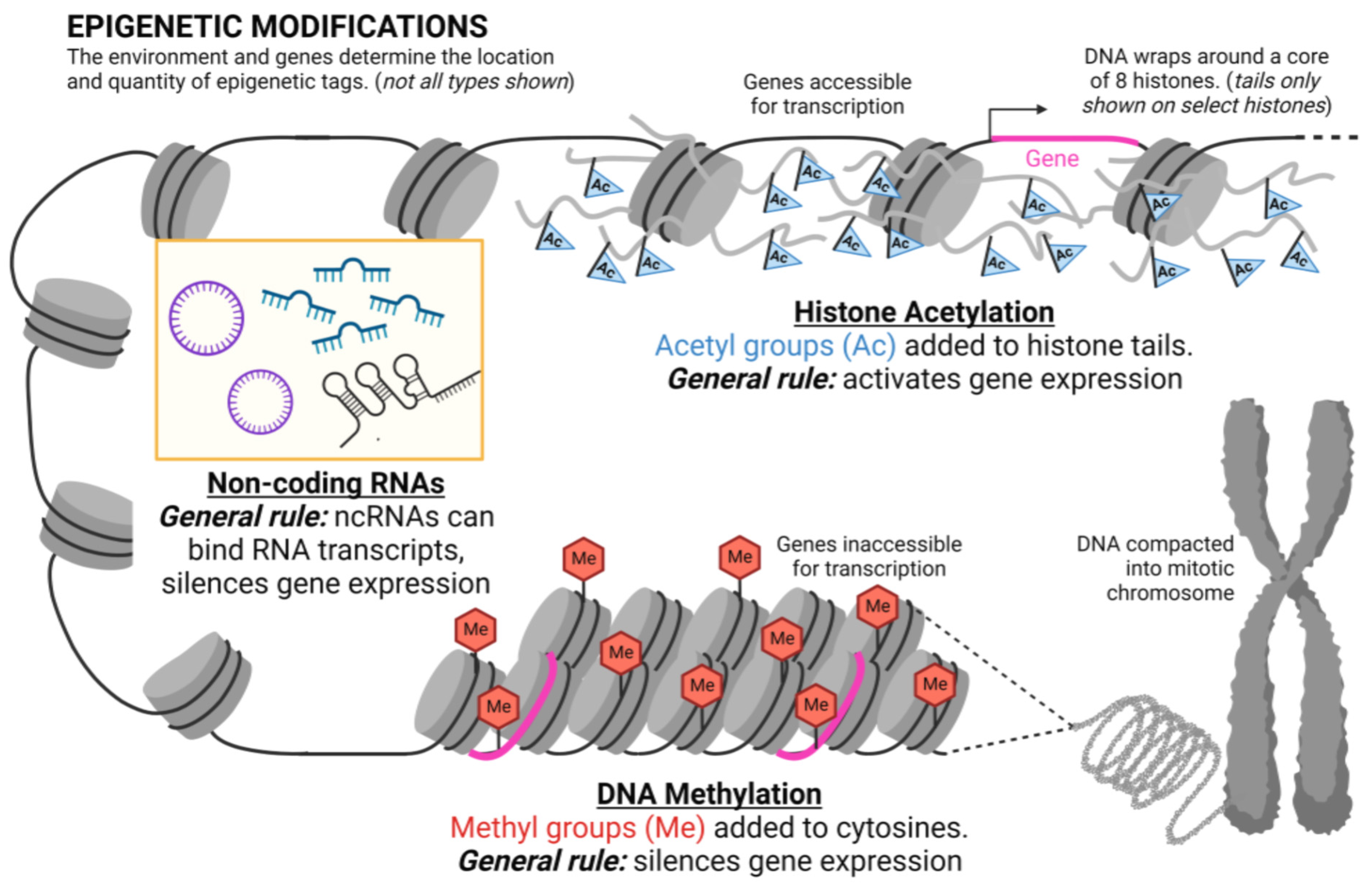 IJERPH | Free Full-Text | Epigenetics of Trauma Transmission and Fetal  Alcohol Spectrum Disorder: What Does the Evidence Support?