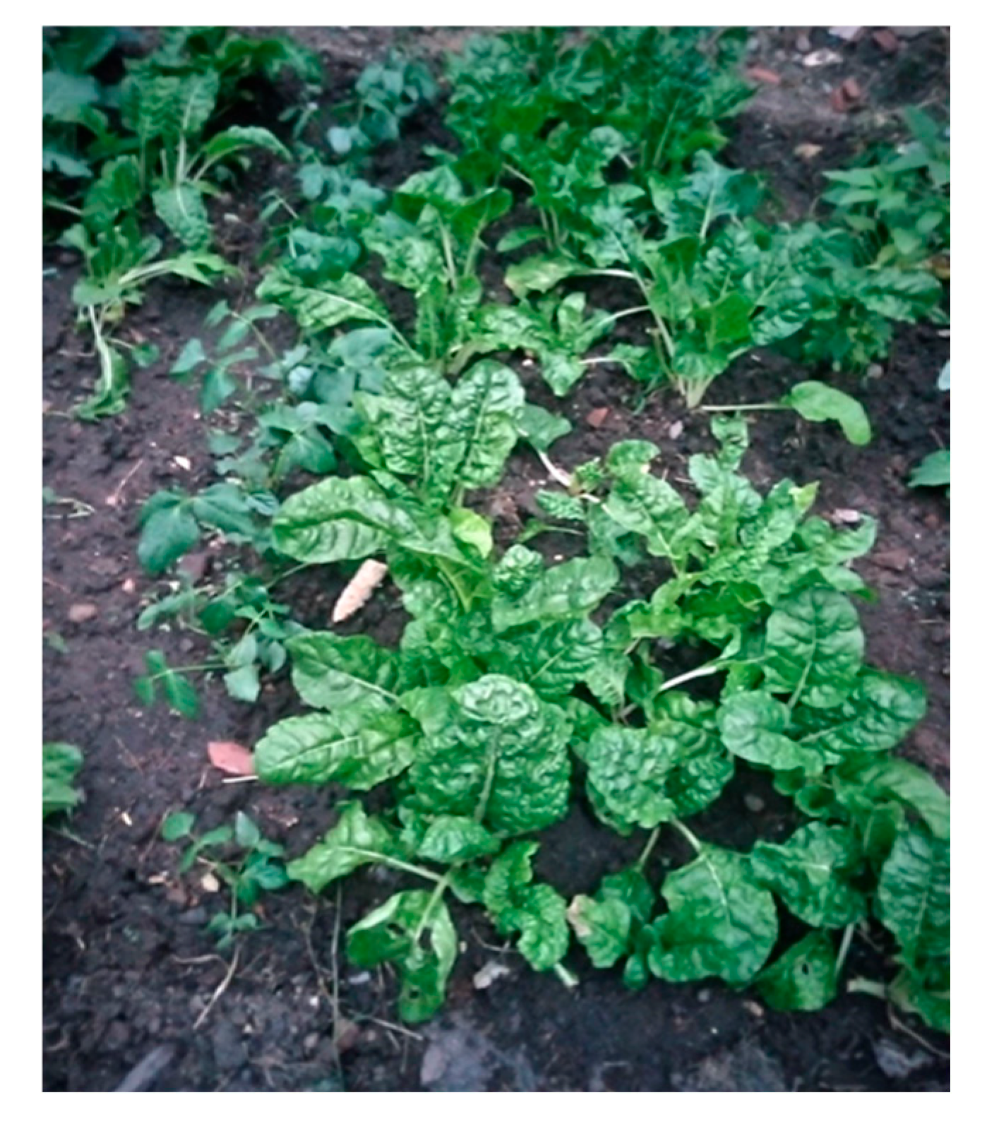 Ijerph 22 00114 g010