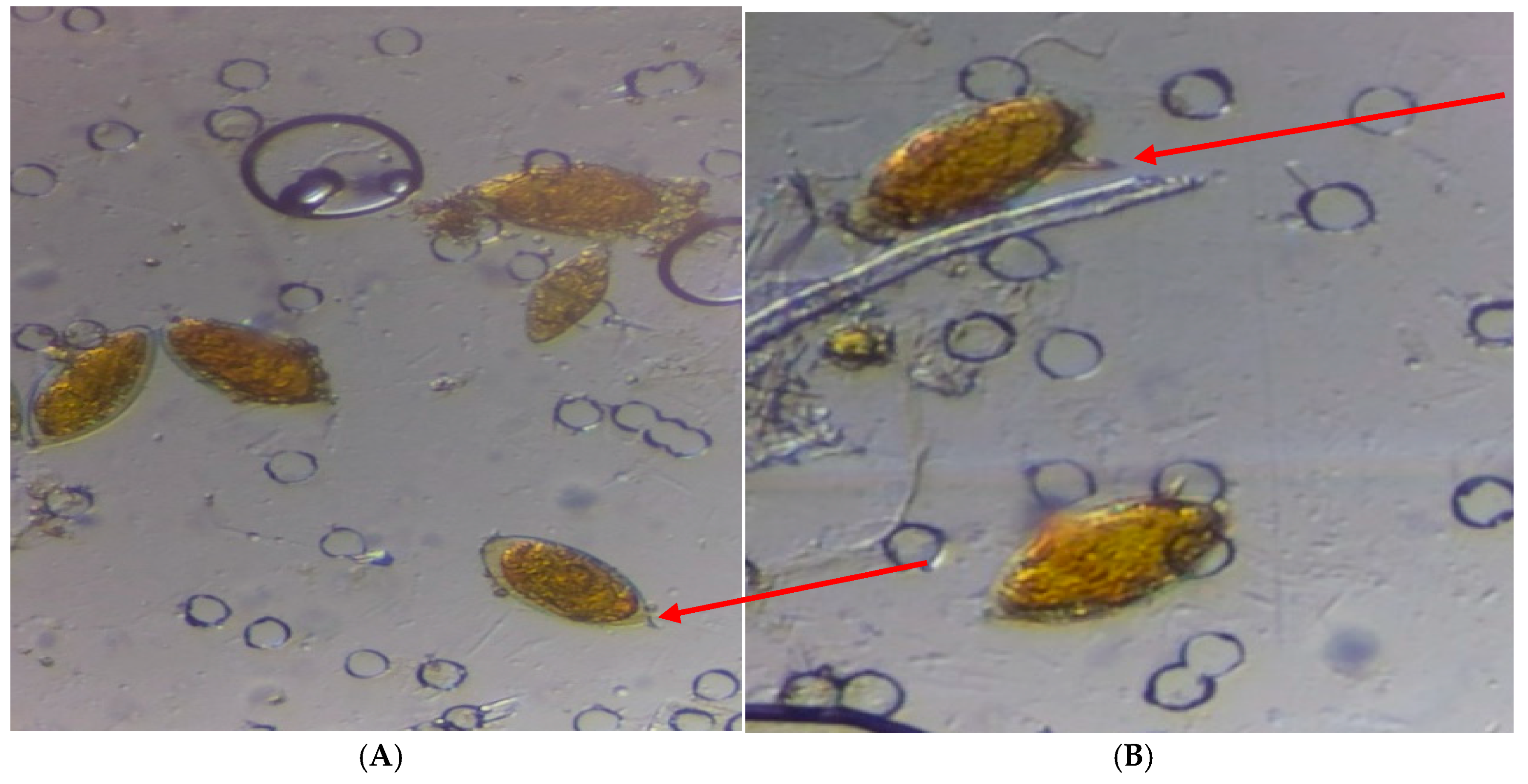 Ijerph 22 00672 g002