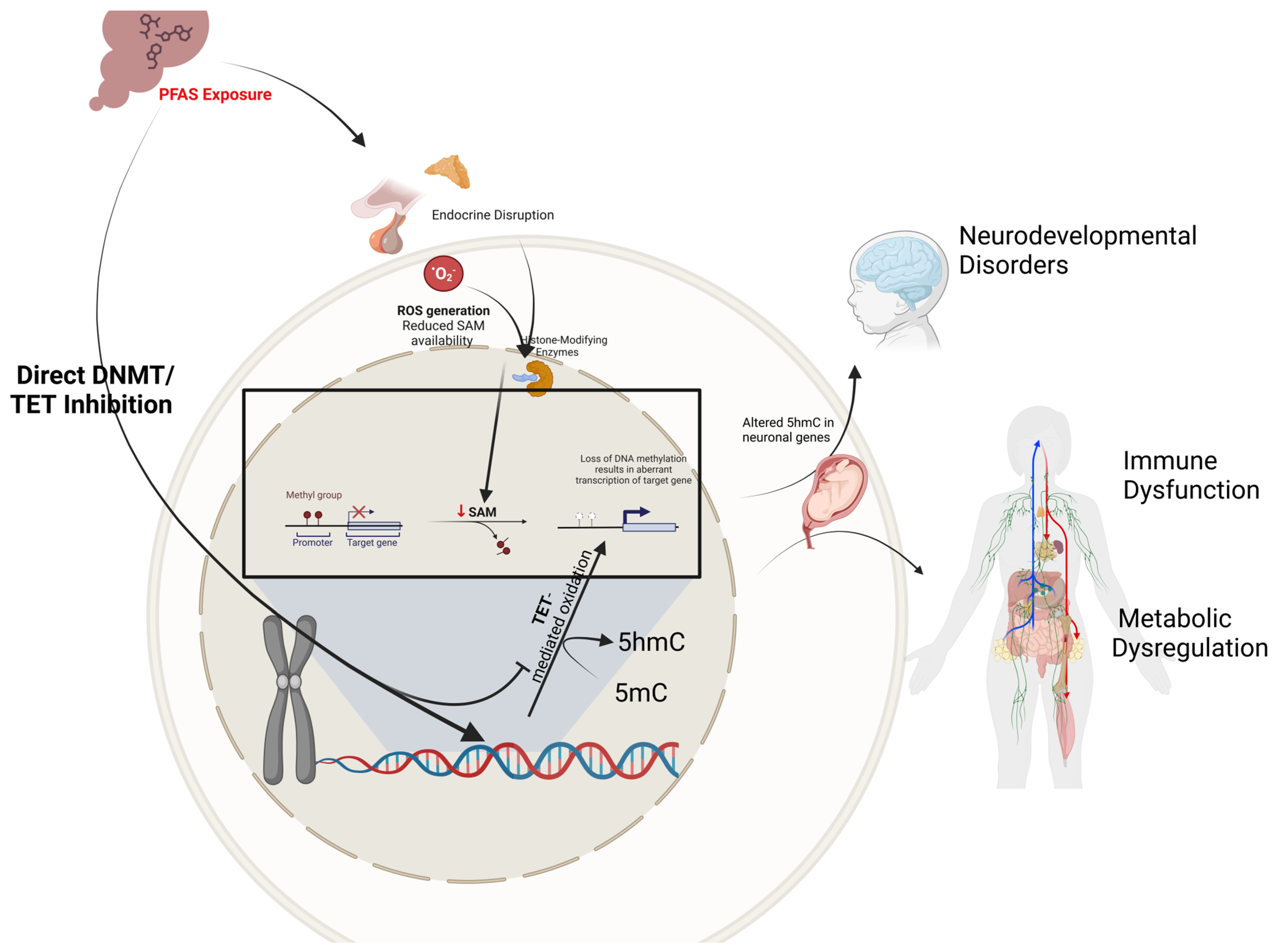Epigenetic Consequences of In Utero PFAS Exposure