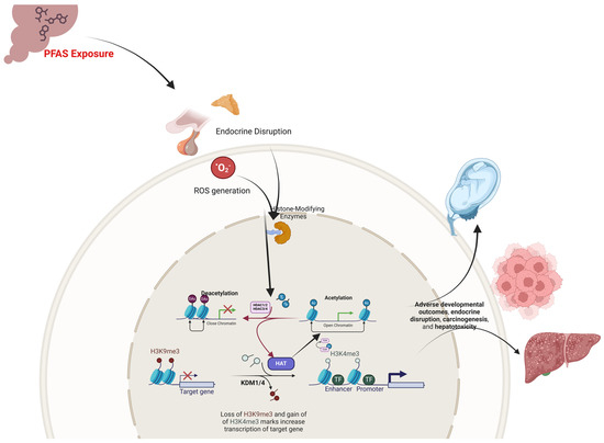 Epigenetic Consequences of In Utero PFAS Exposure