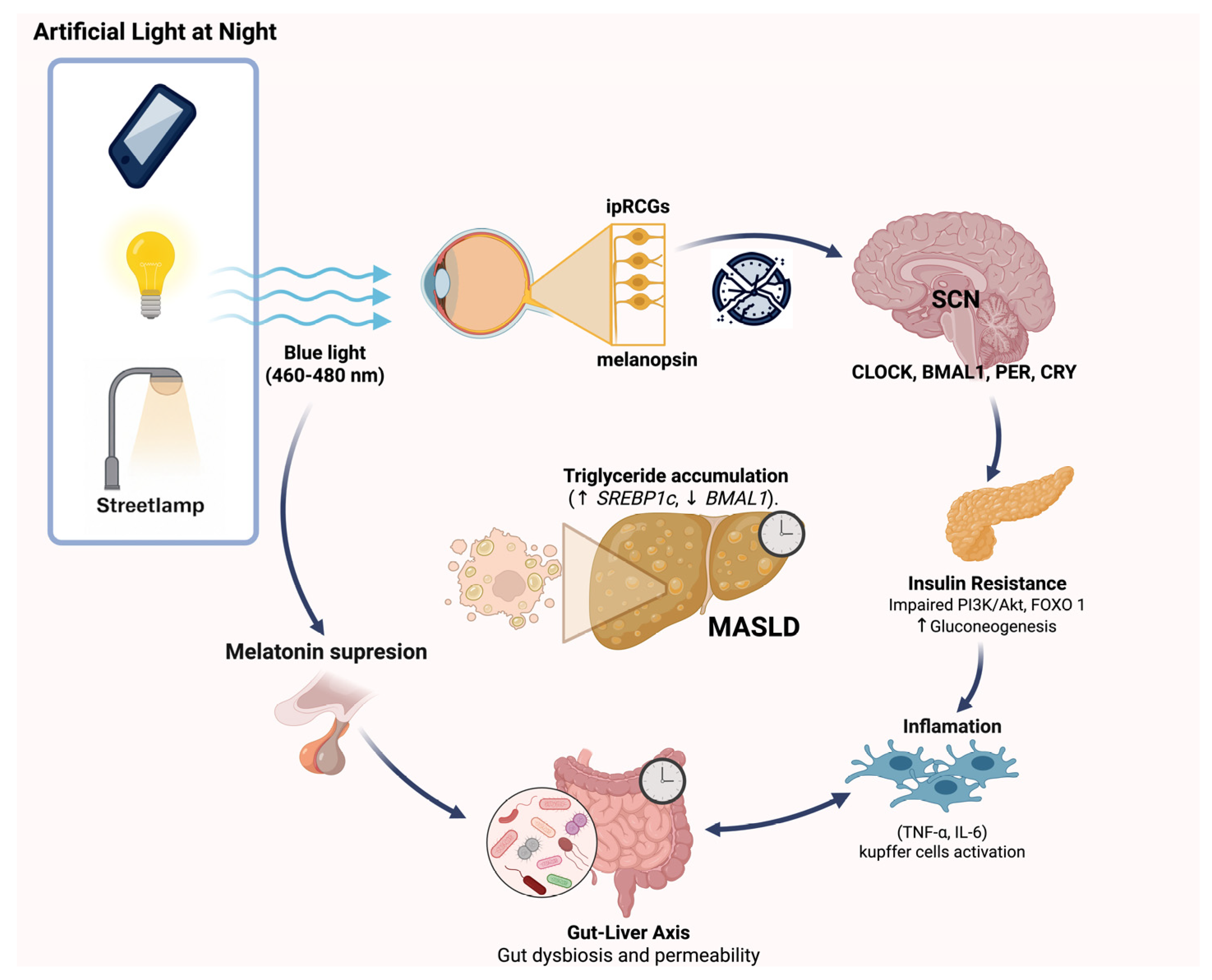 Ijerph 22 01729 g001