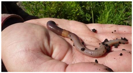 Ijerph 22 01805 i002