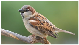 Ijerph 22 01805 i003