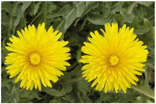 Ijerph 22 01805 i005